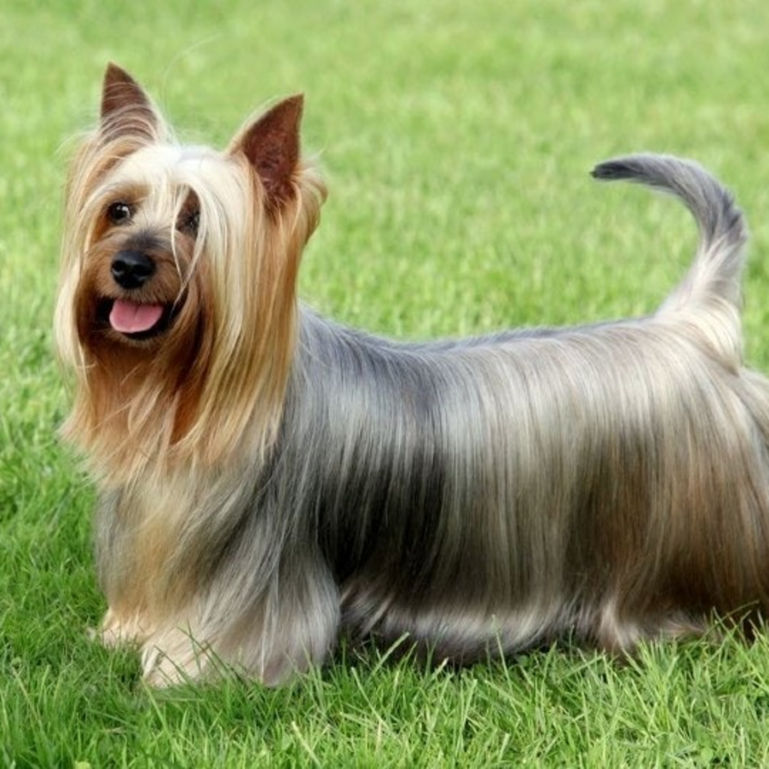 5 tips for dog care