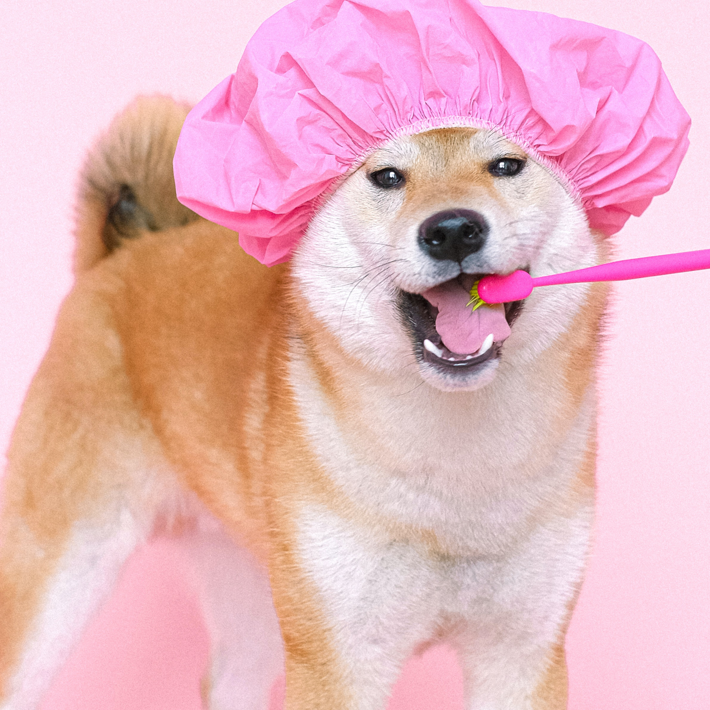 5 tips for dog care