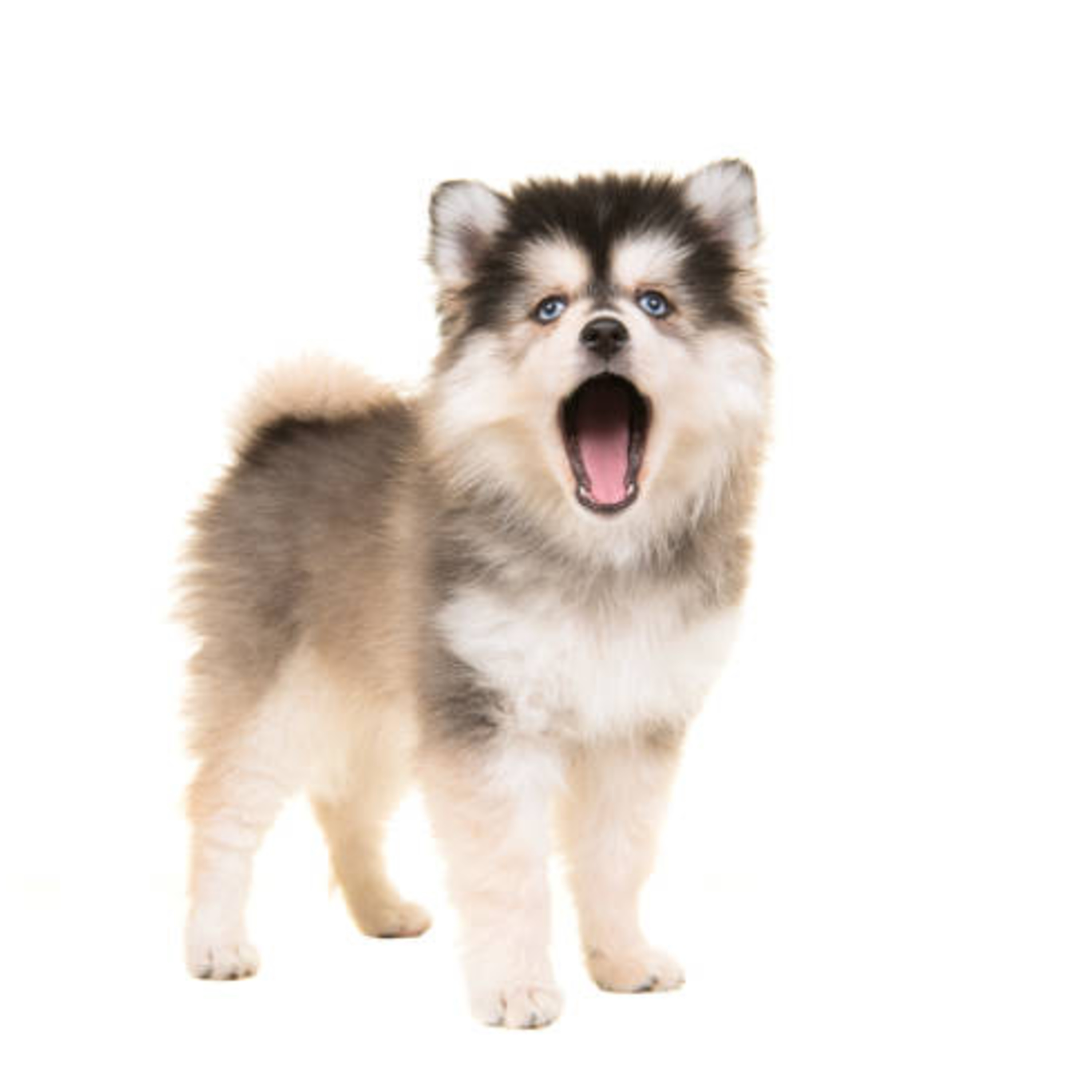 5 tips for dog care