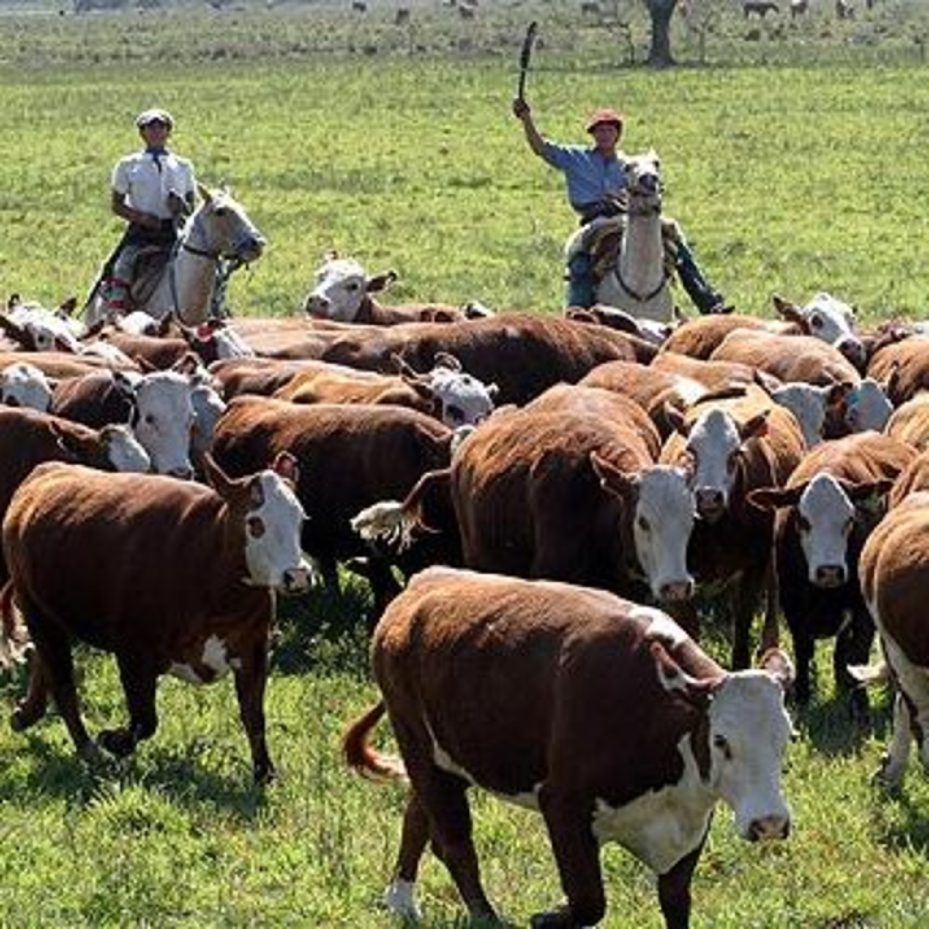 Sustainable Agriculture 2