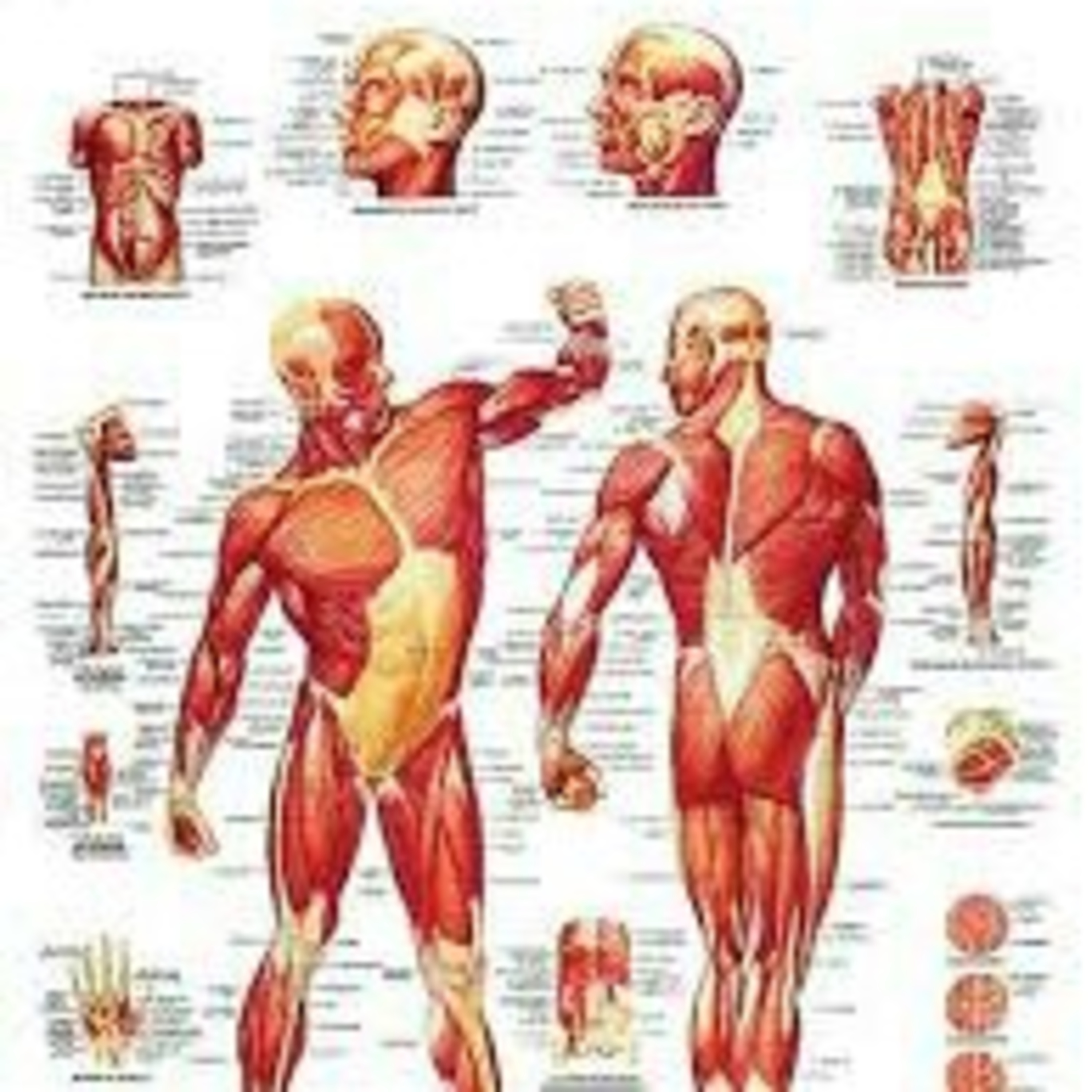 El sistema muscular