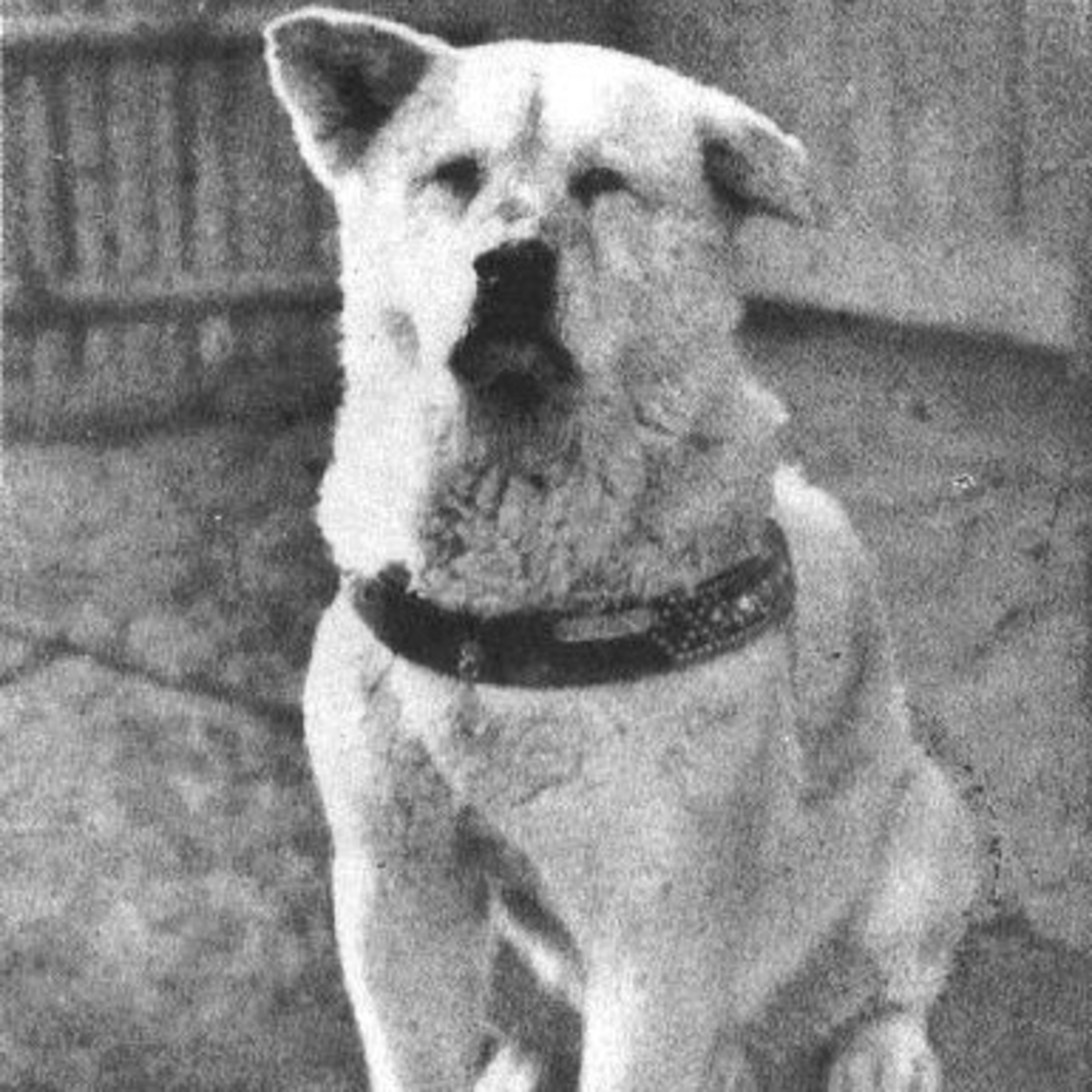 Hachiko: A true story episode artwork