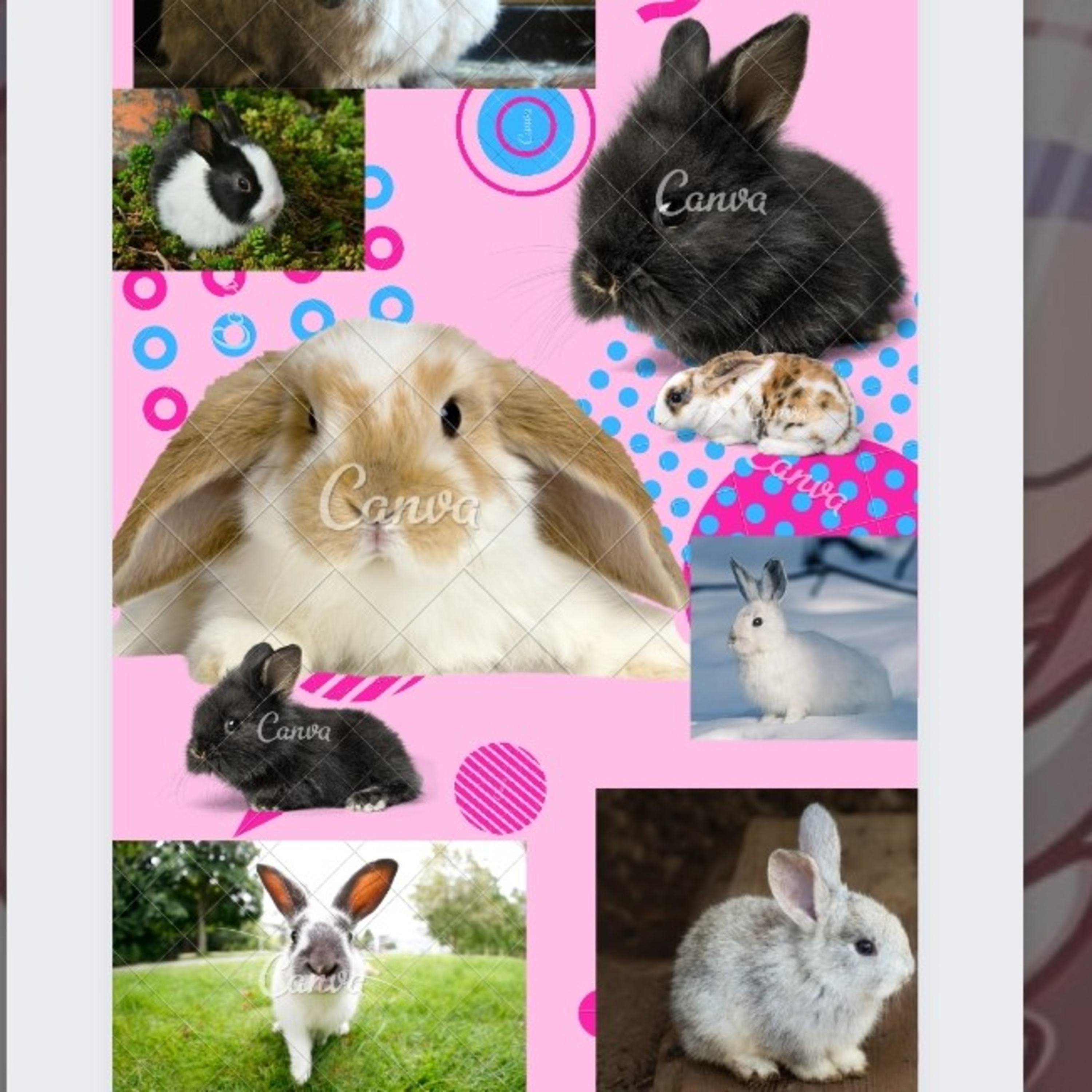 Bunny episode artwork