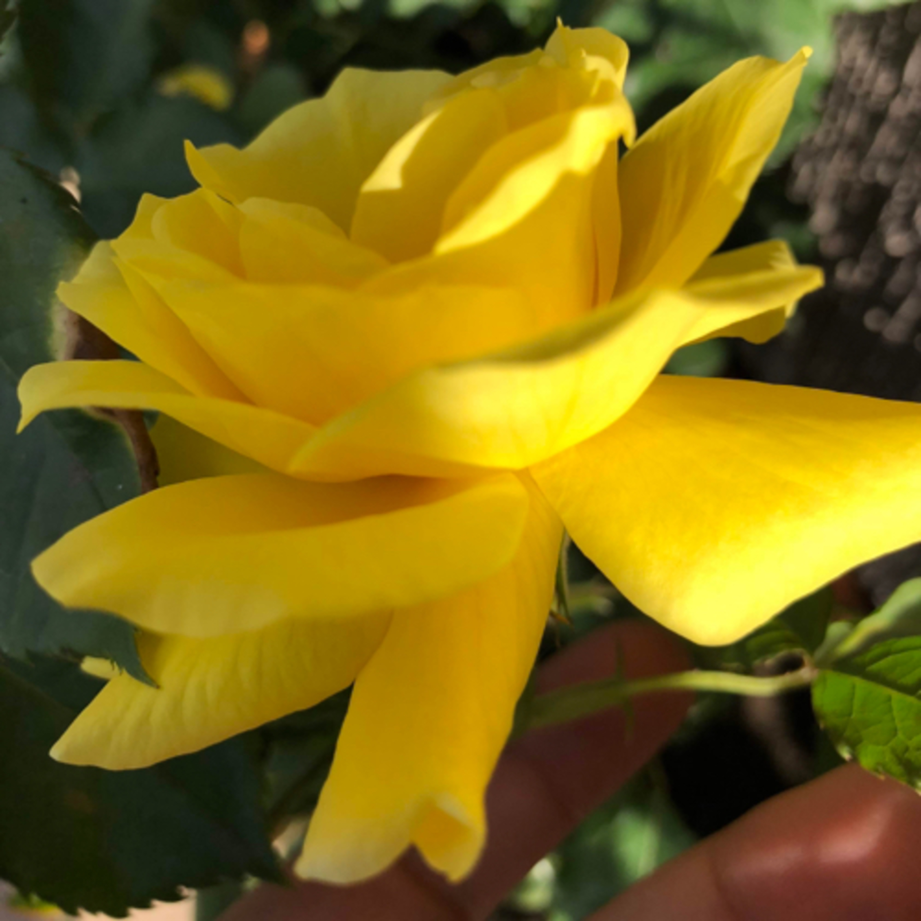 My Notebook of Symbols