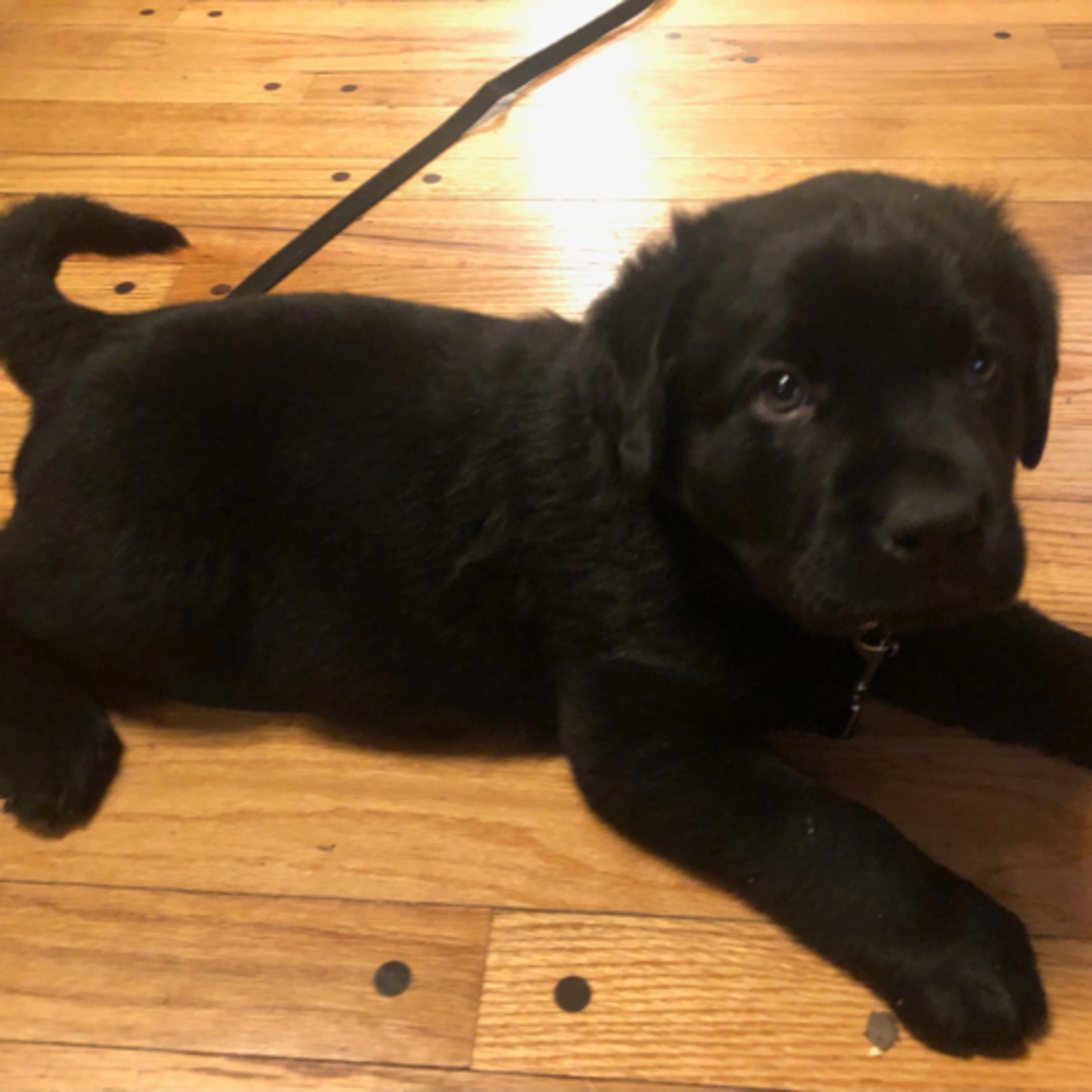Coaching and puppies Ep. 156