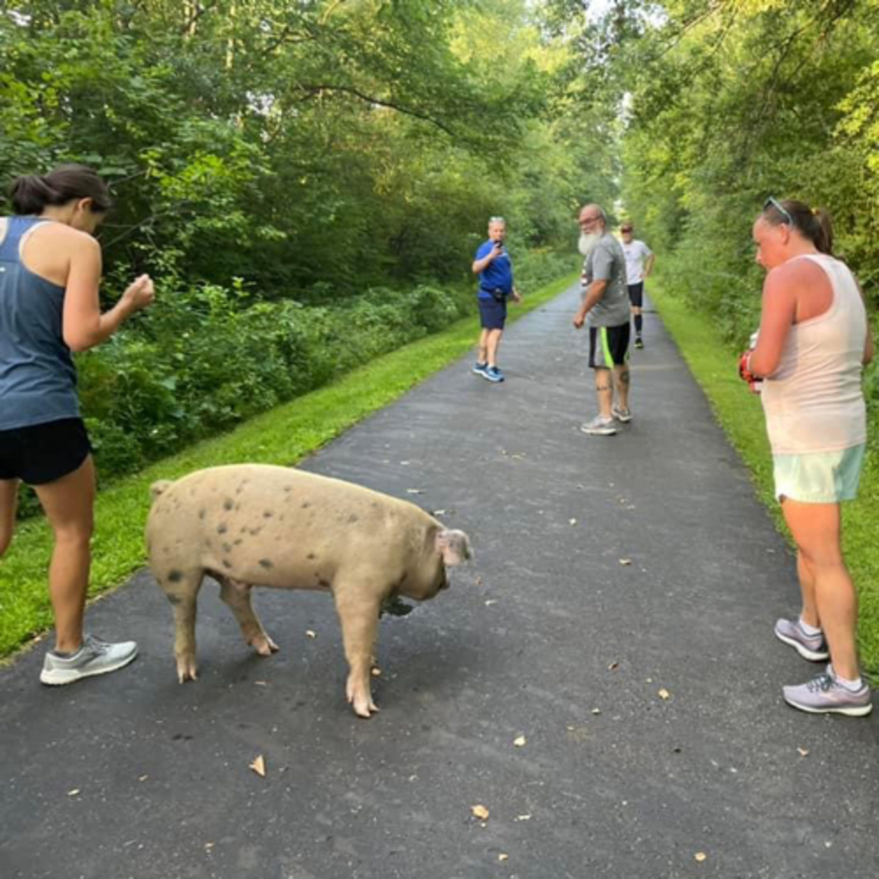DDOP August 20 The Pig Run!