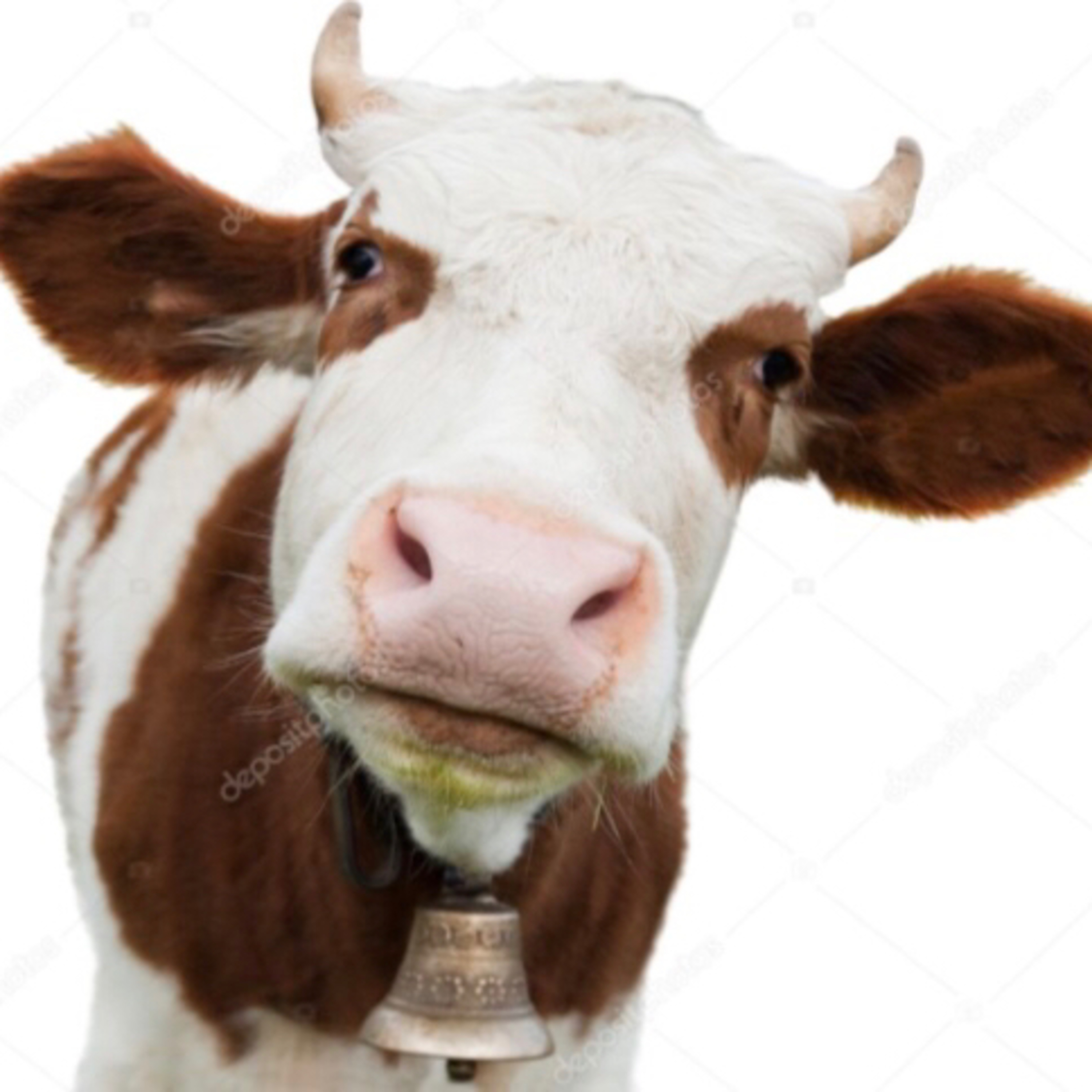 Cow troubles