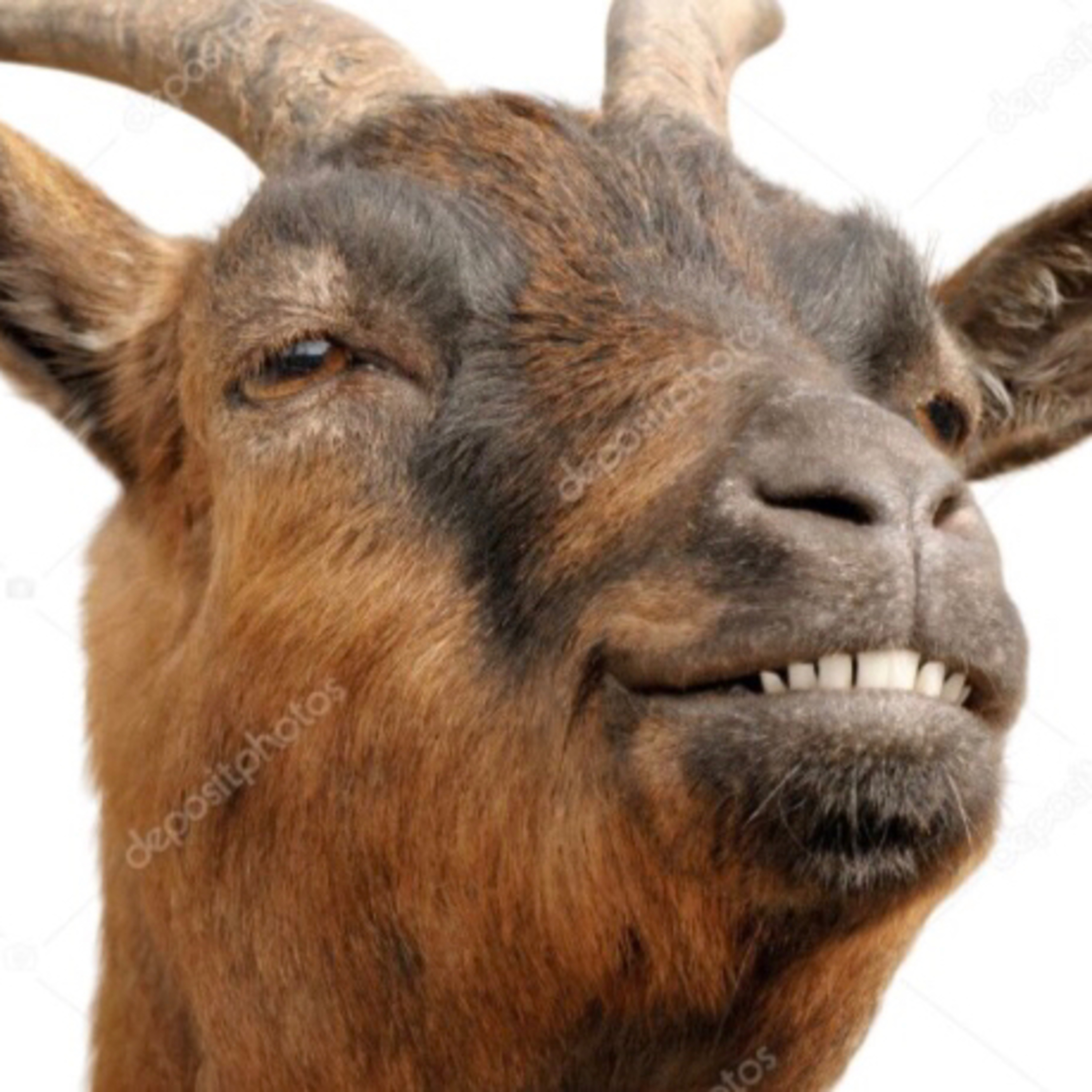Goat troubles and he’s back