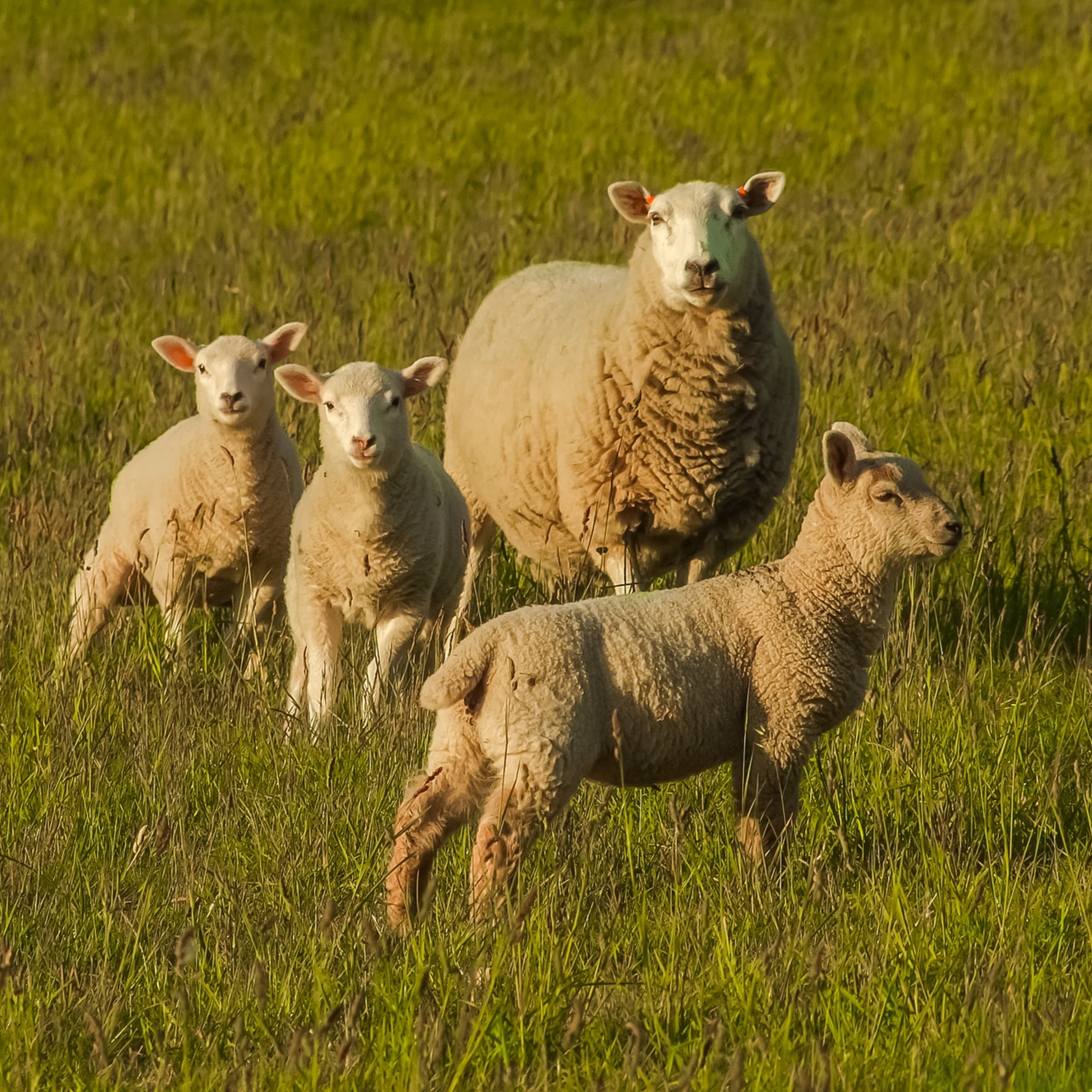 Laboratório de Análises Socioeconômicas e Ciência Animal