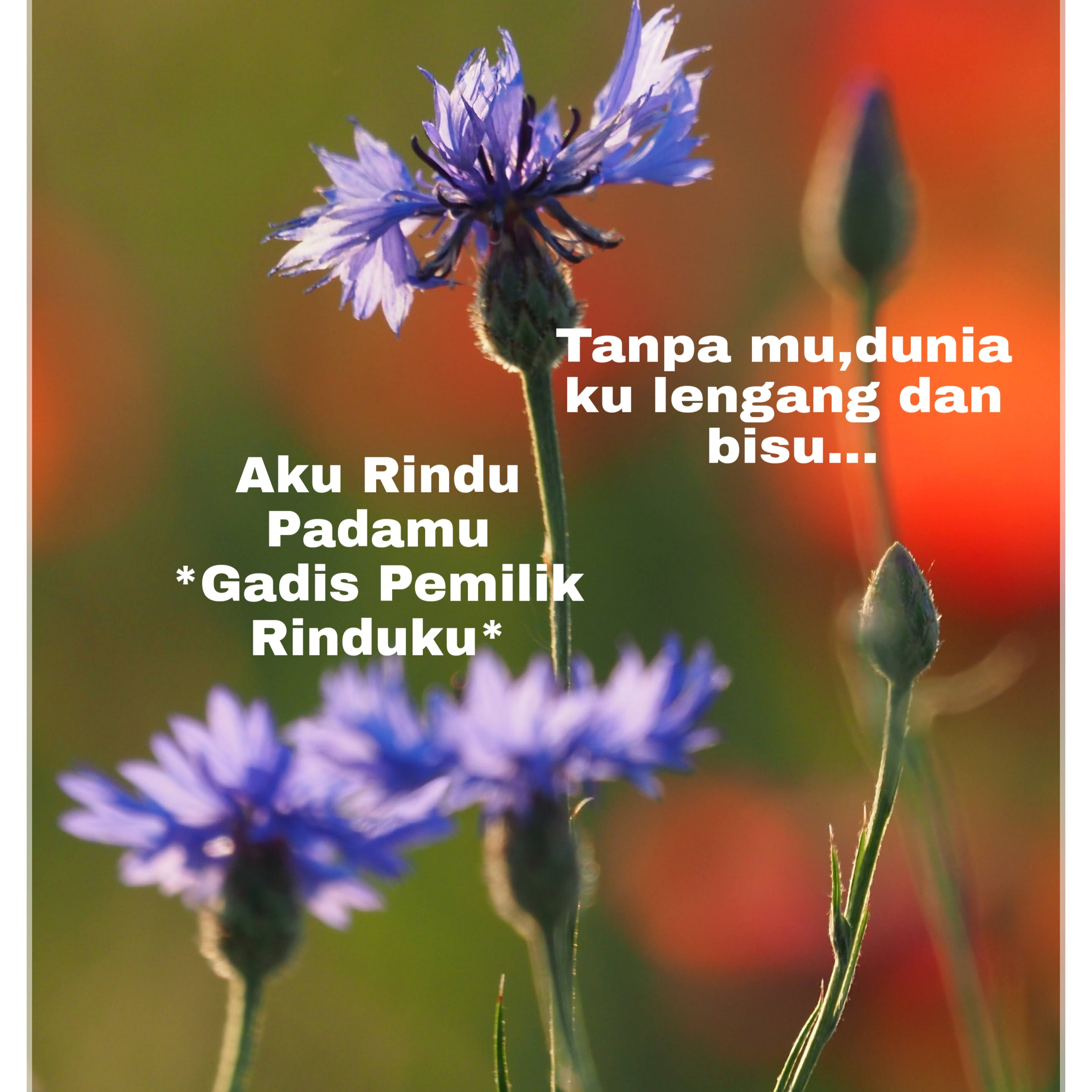 Budi Vio