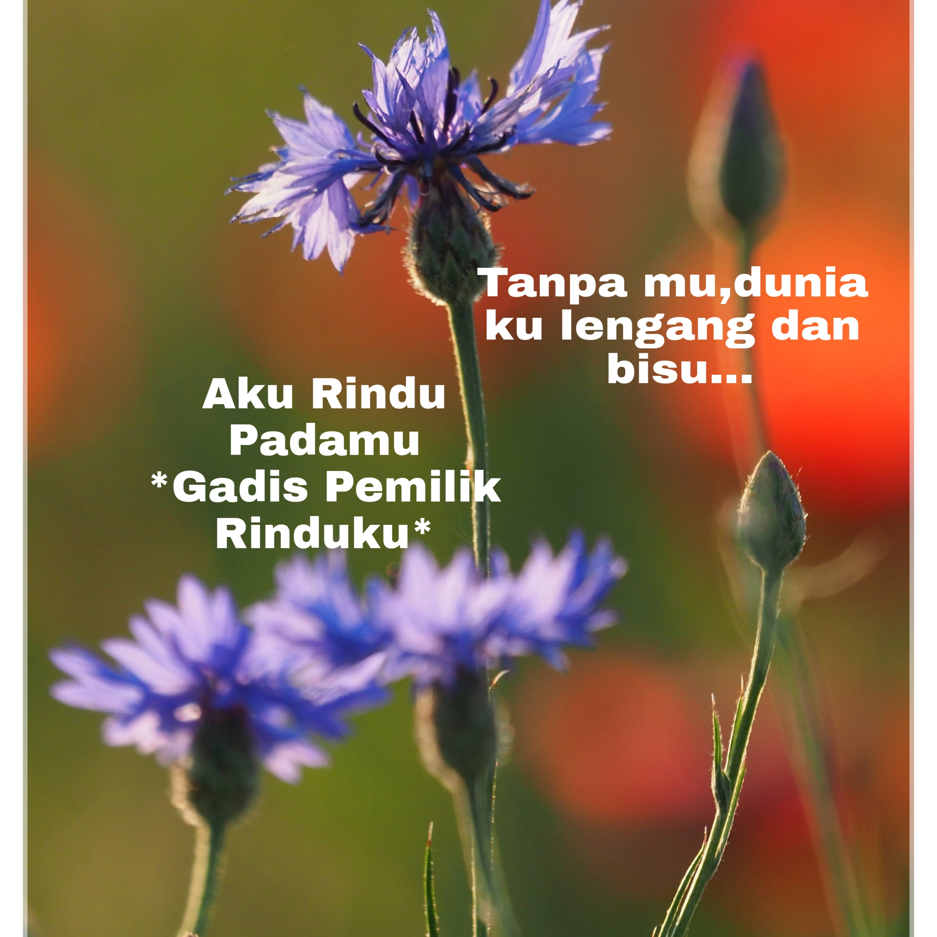 Budi Vio