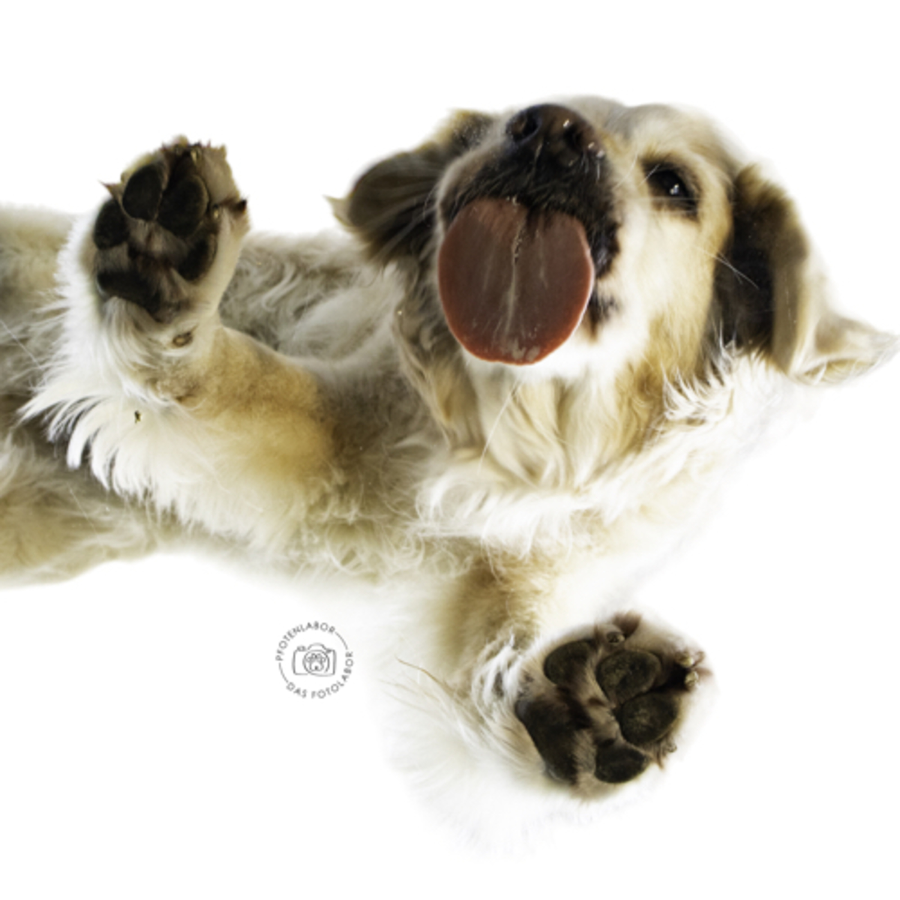 Pfotenlabor der Talk - Der Podcast zum Thema Tierphysiotherapie