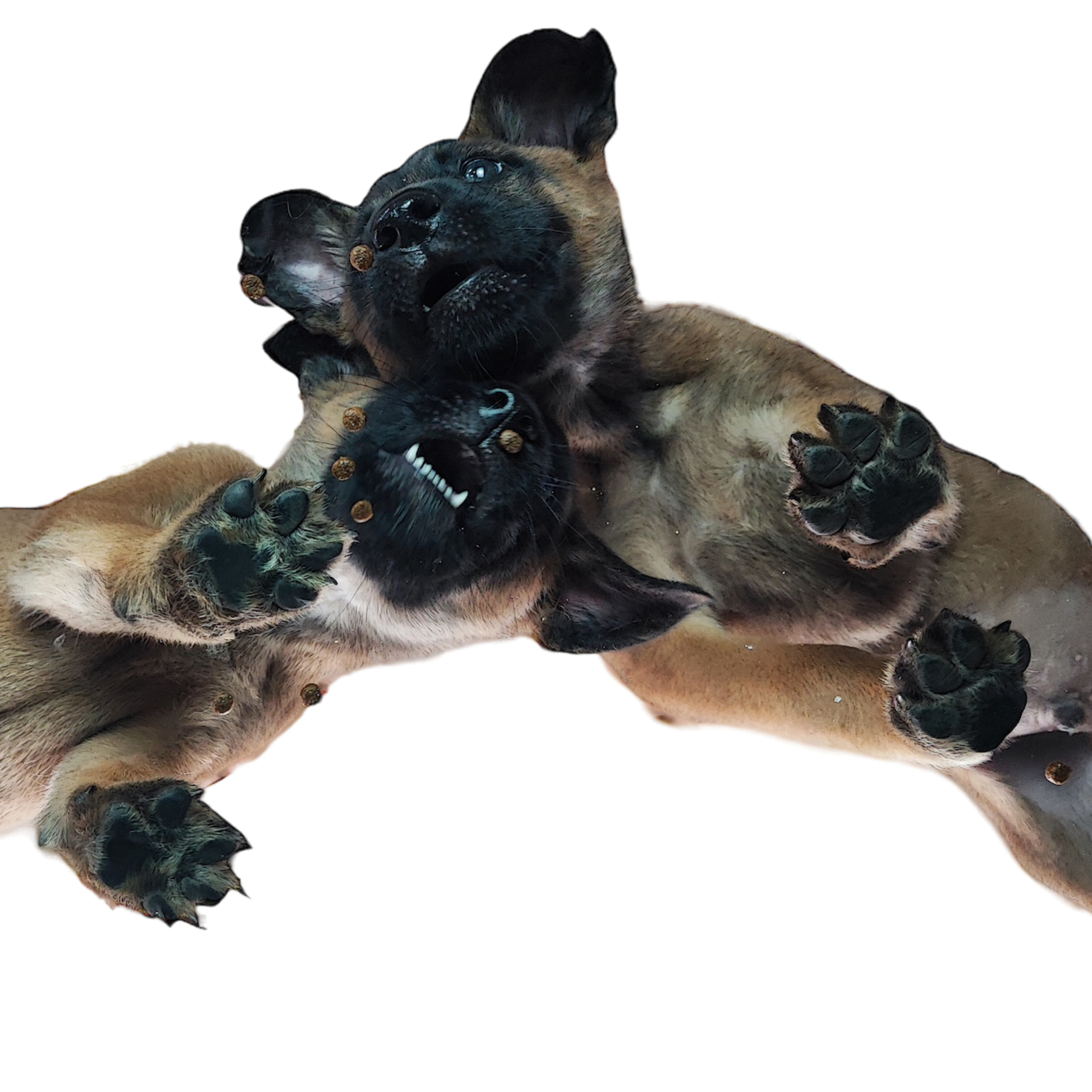 Pfotenlabor der Talk - Der Podcast zum Thema Tierphysiotherapie