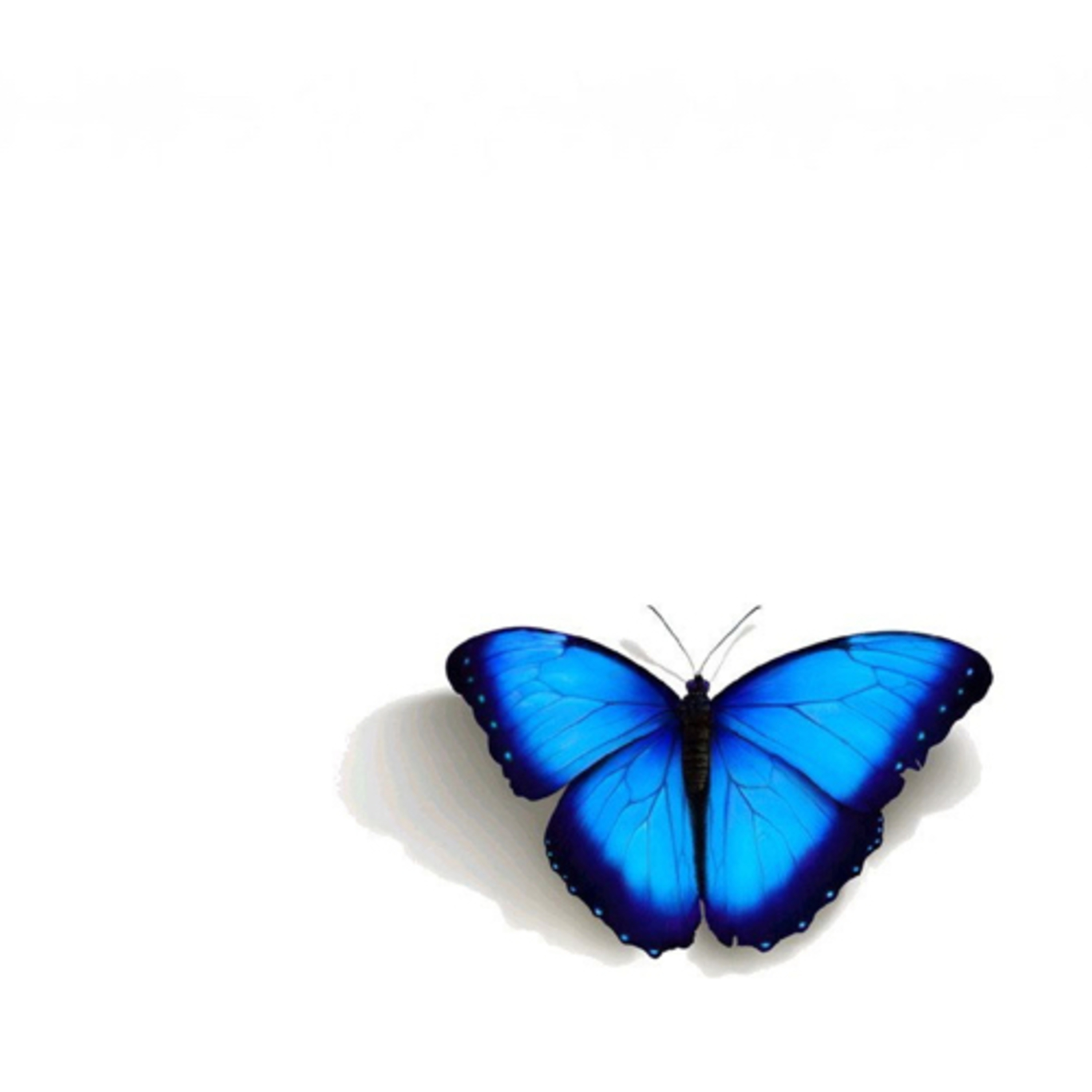 Taxonomia 