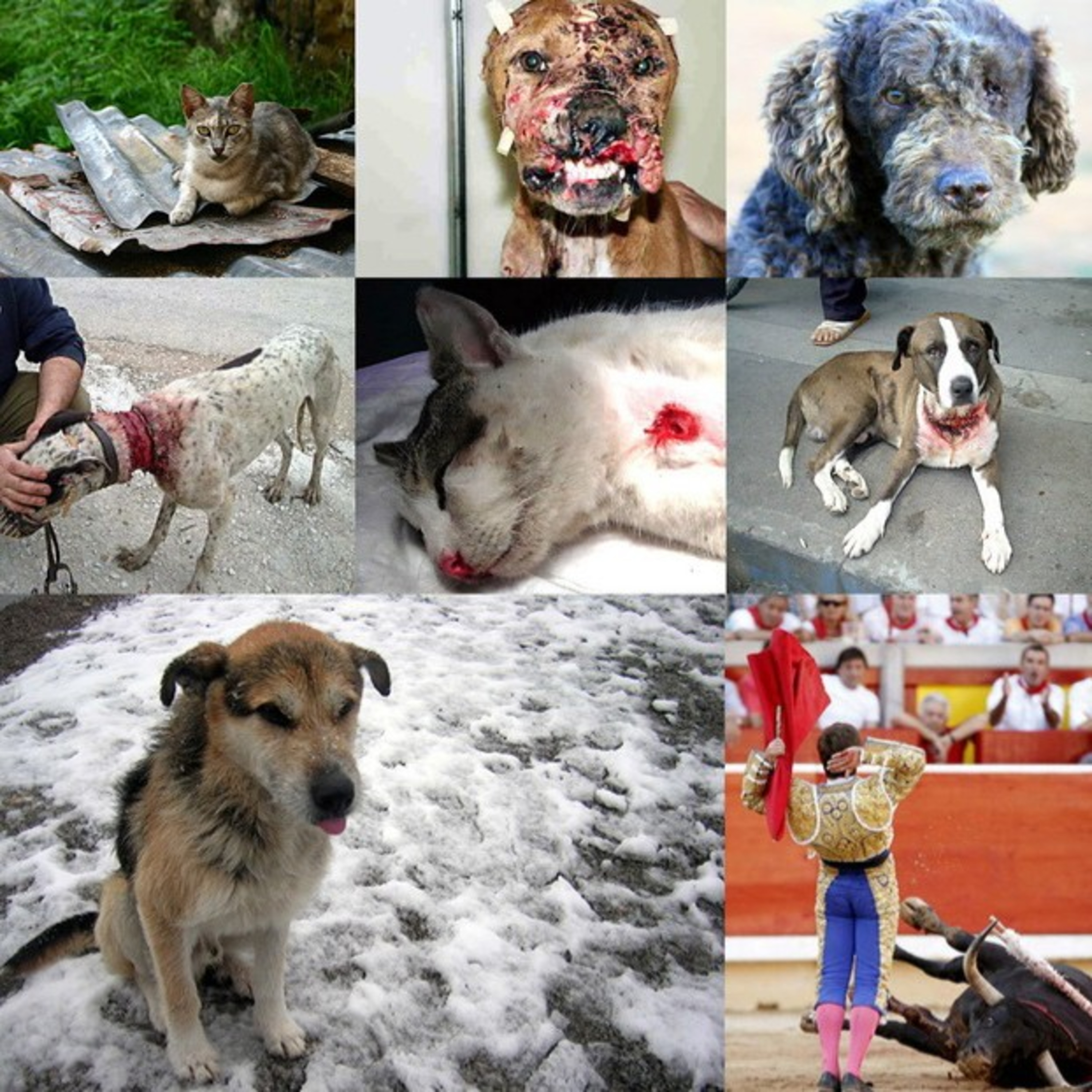 El maltrato hacia los animales 