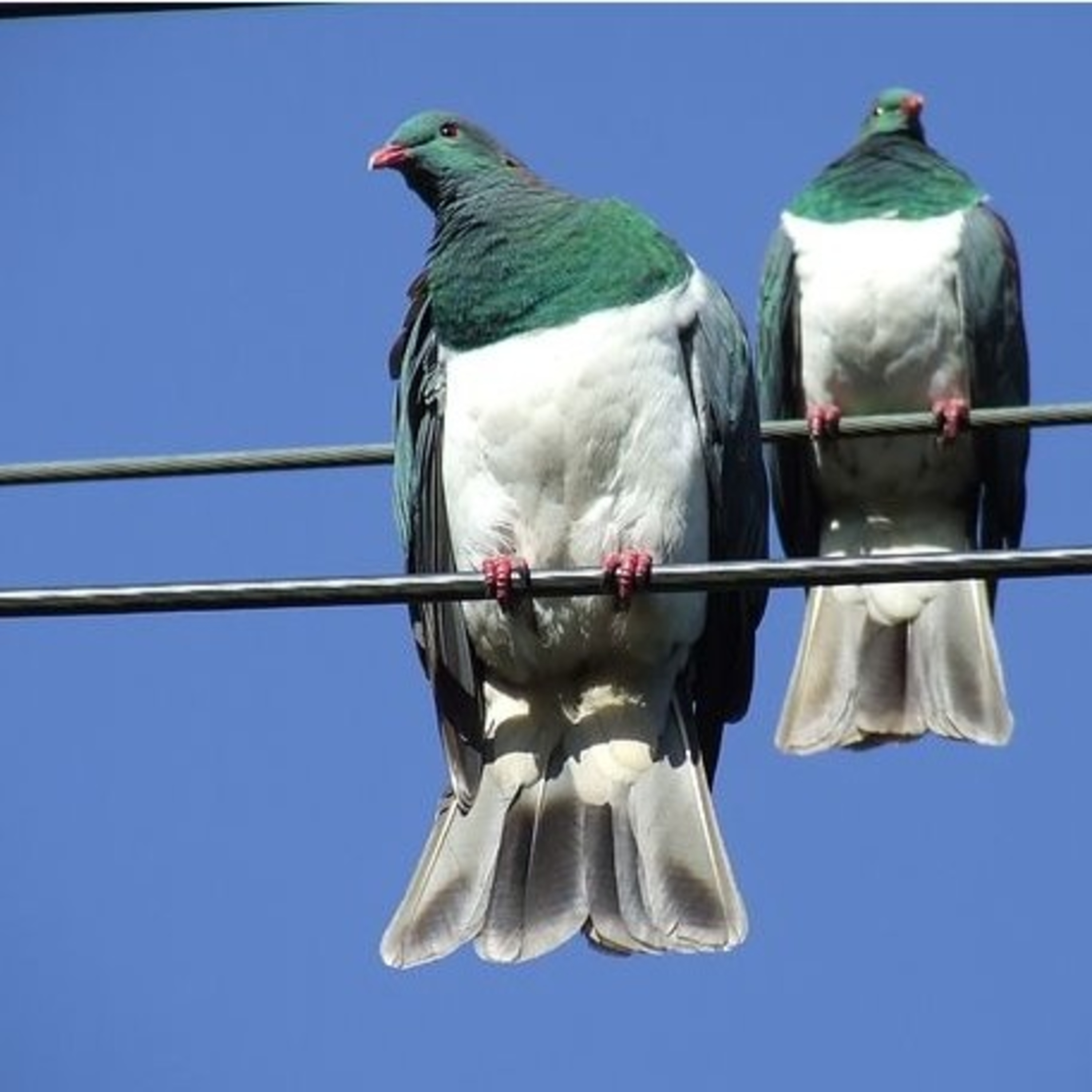 ¿Porqué no se electrocutan los pájaros que se posan en cables de alta tensión?