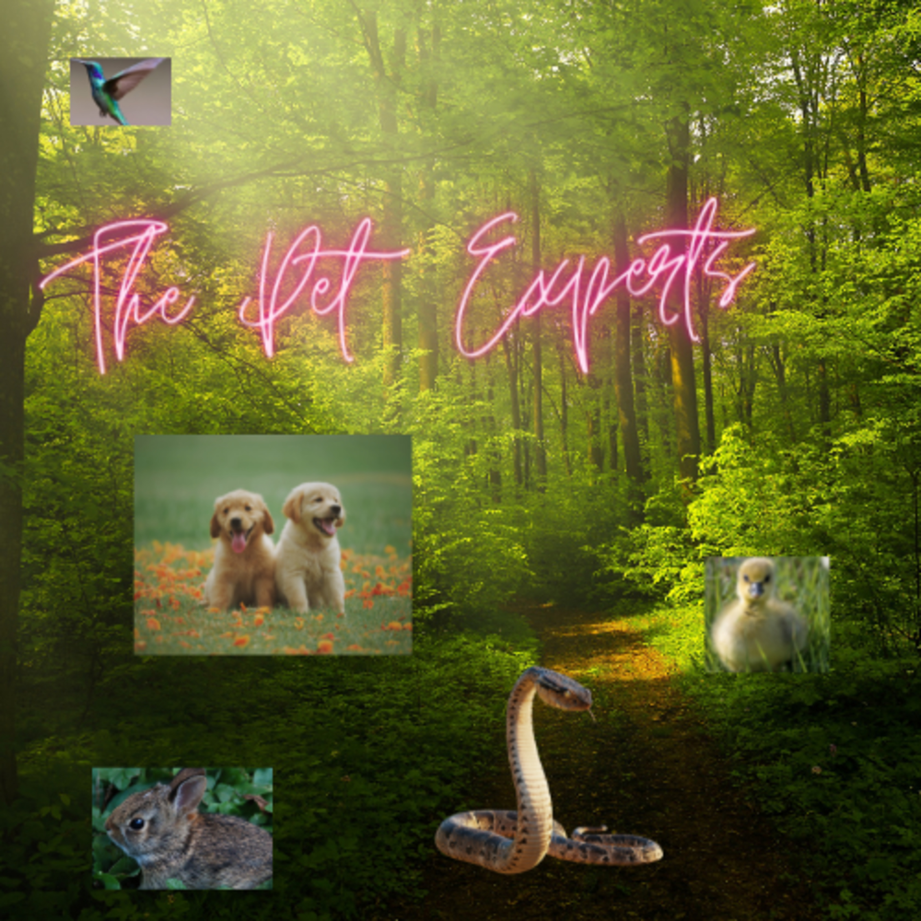 Chase Tigers PAWDcast