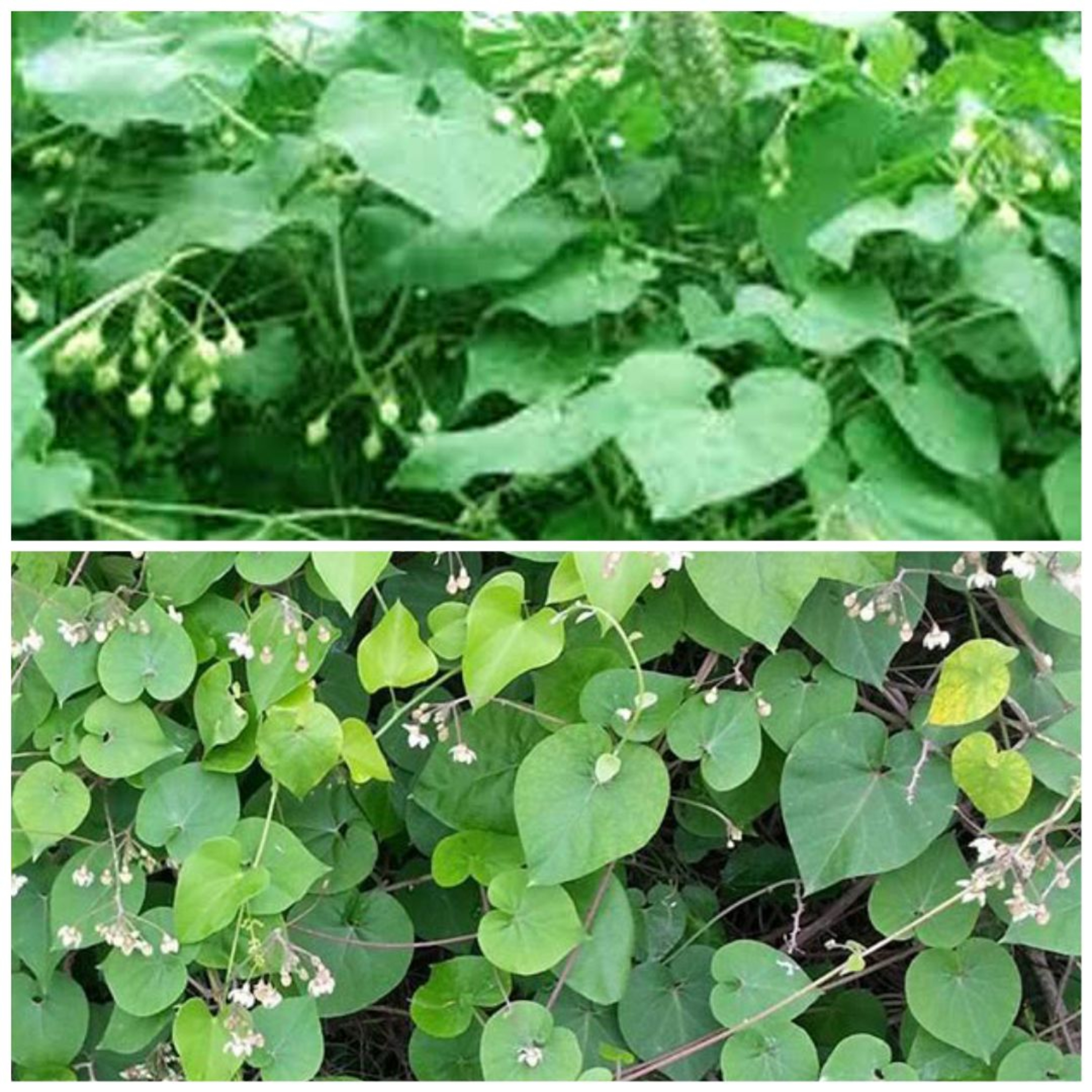 Paarijatha Flower