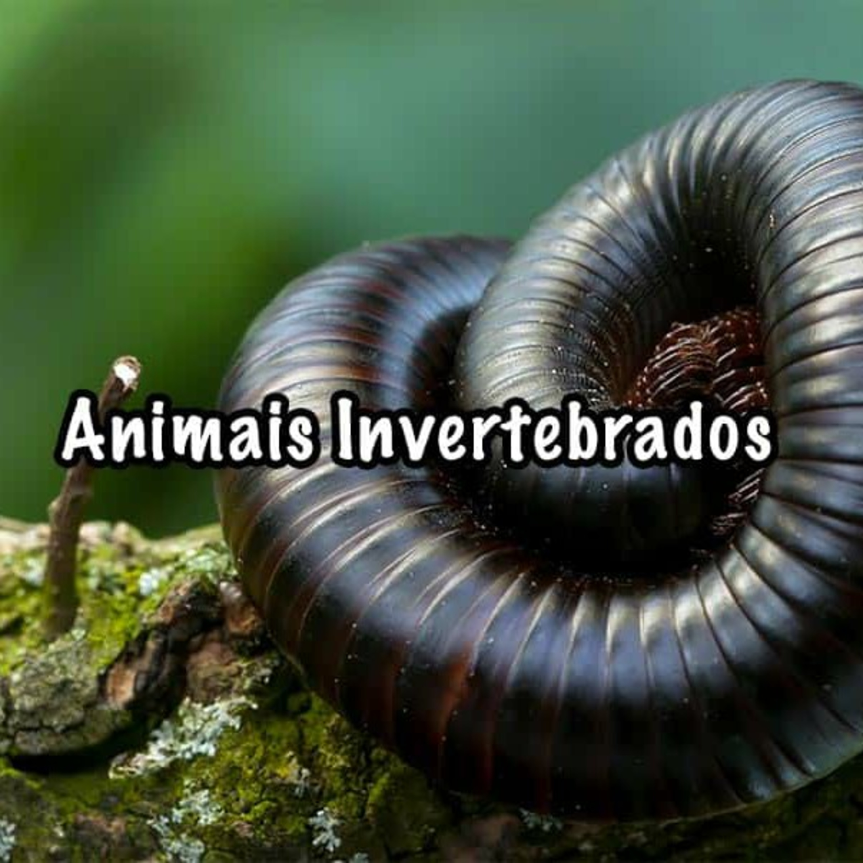 ANIMAIS INVERTEBRADOS 