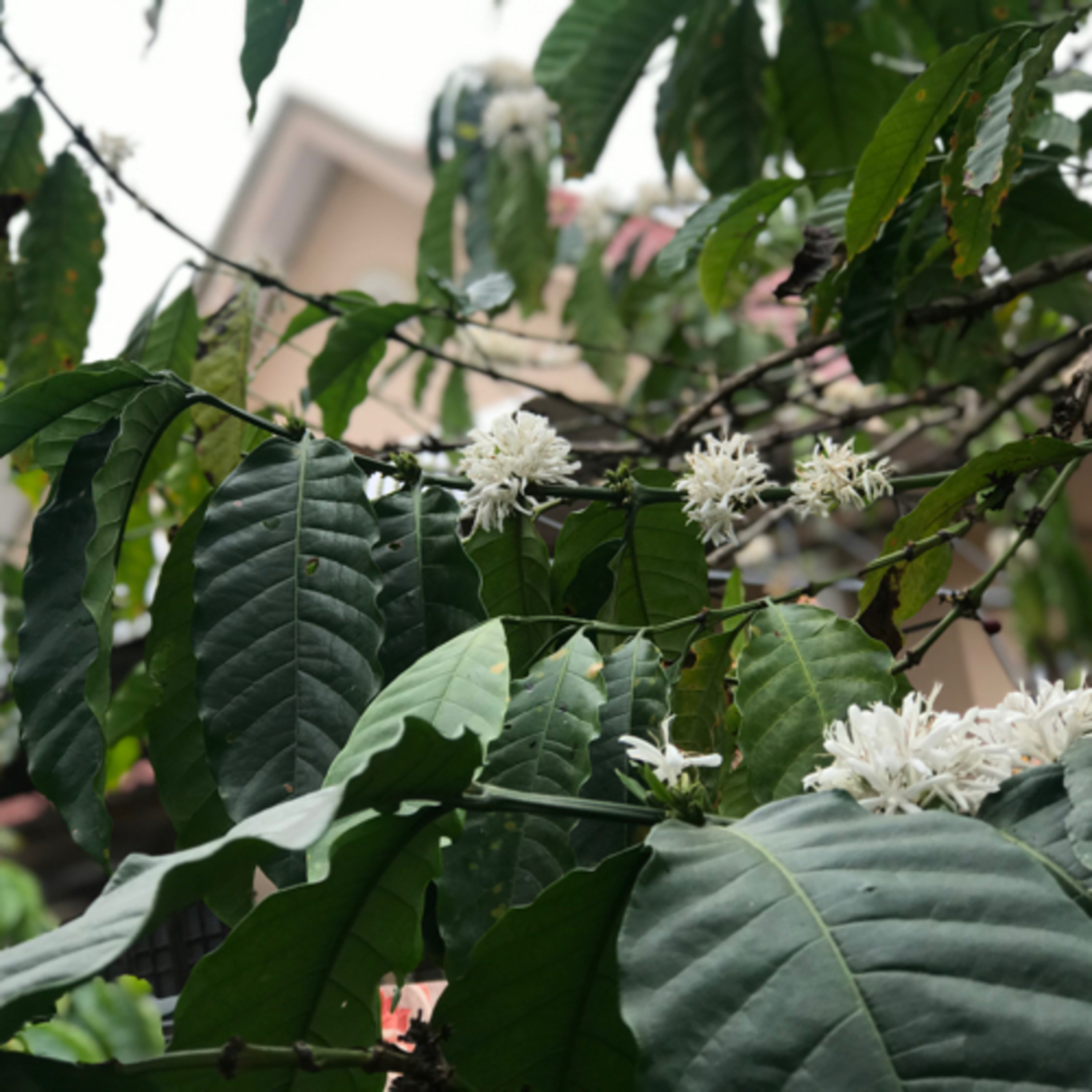 Tớ là Khỉ