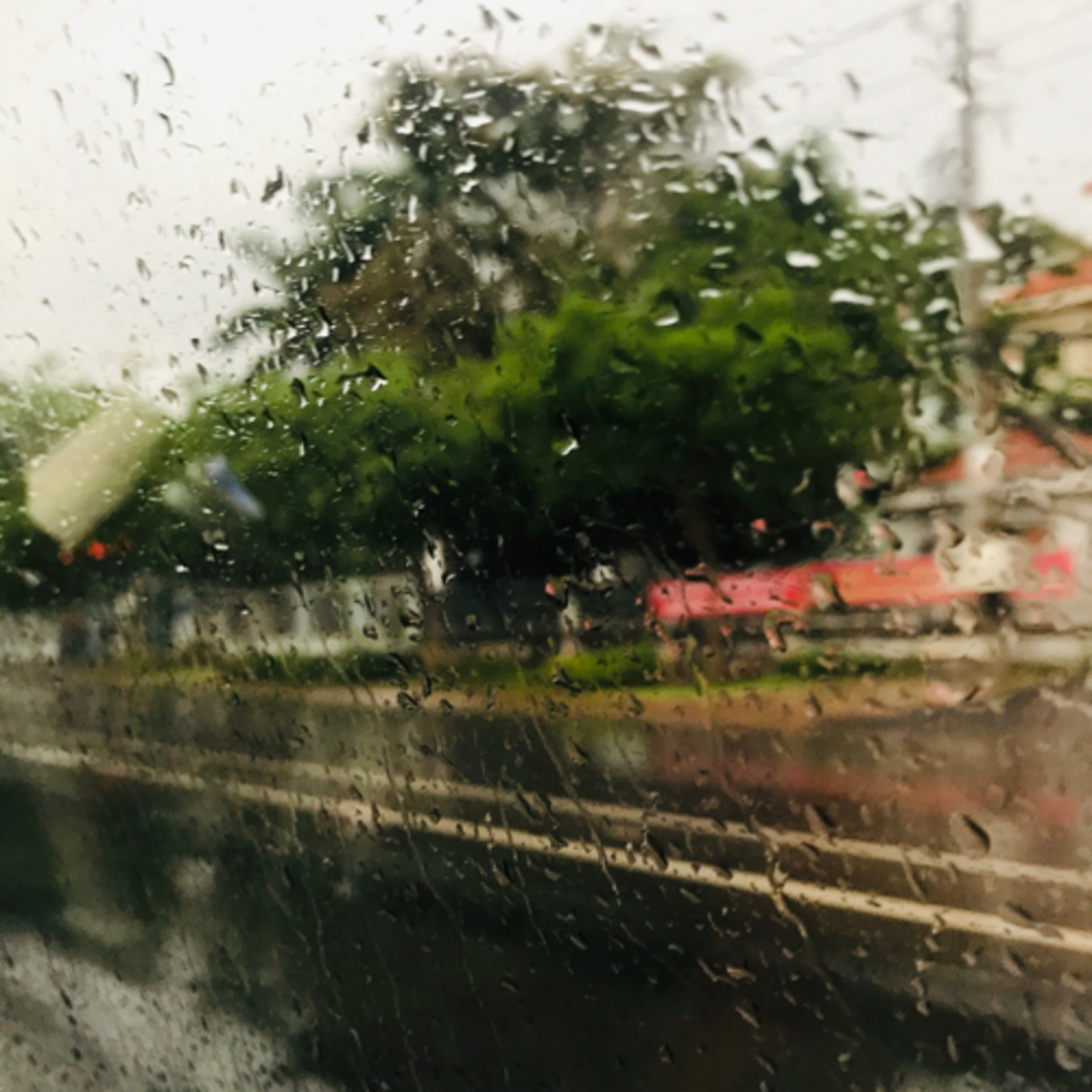 Tớ là Khỉ