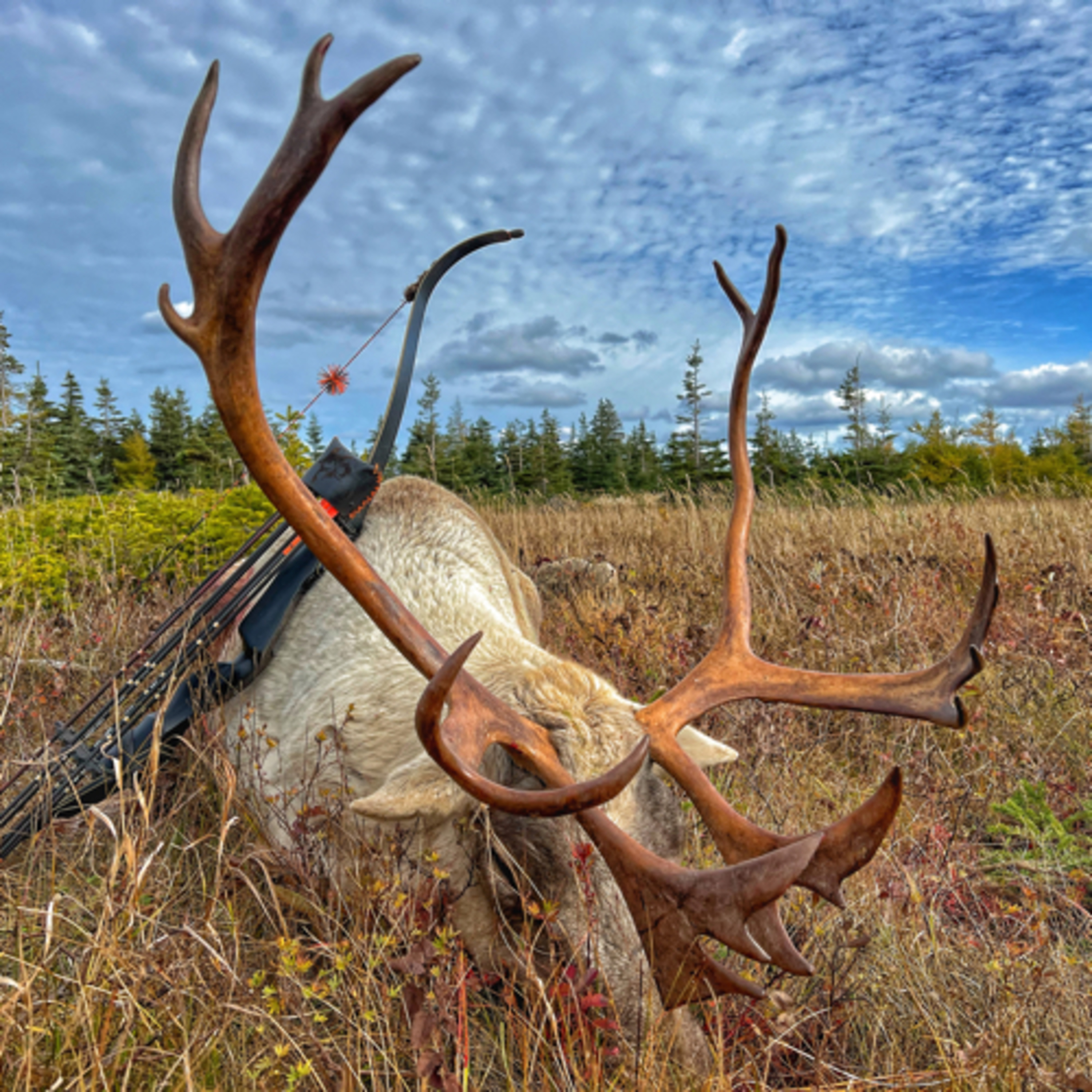 WOODLAND CARIBOU  episode artwork