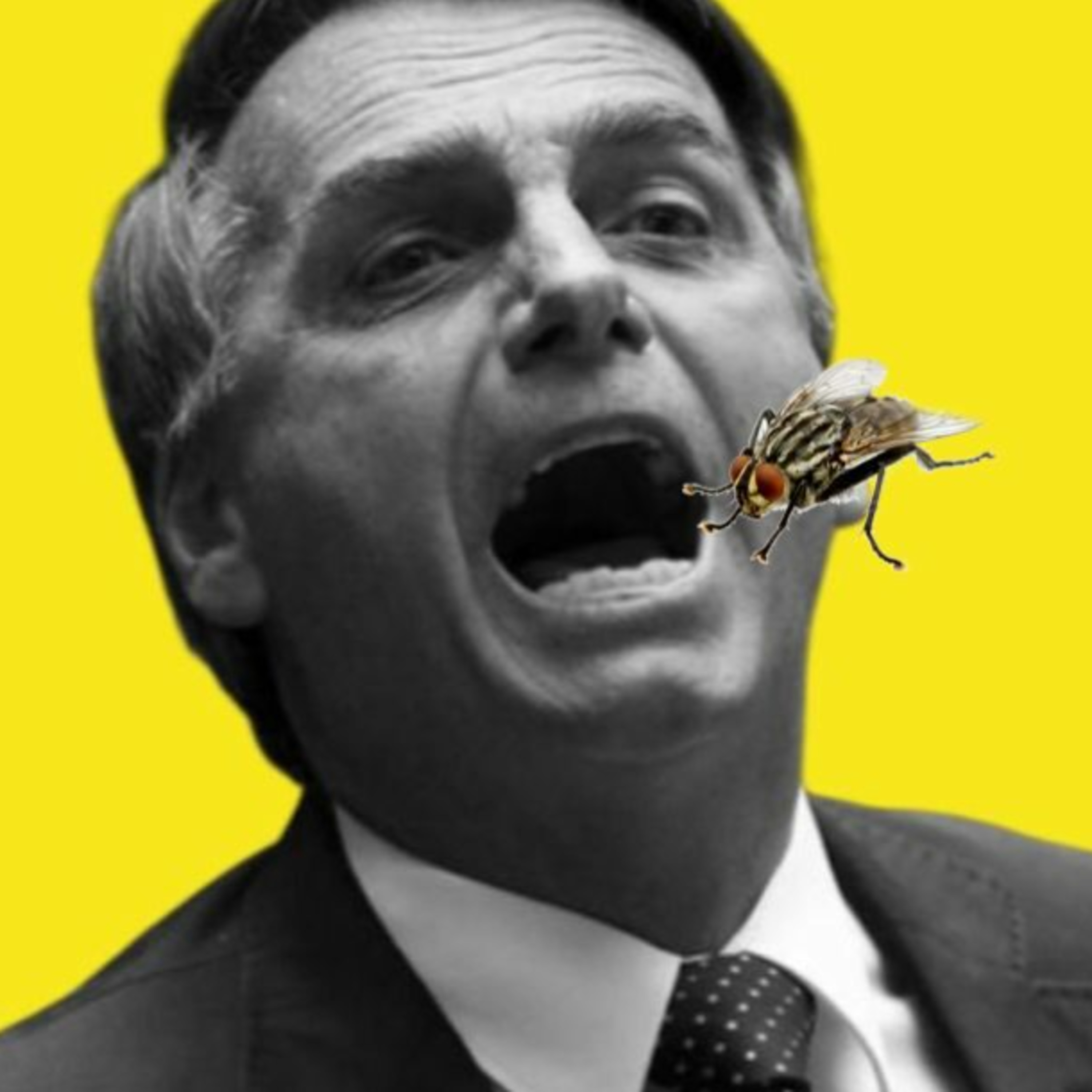 MOSCA NA SOPA