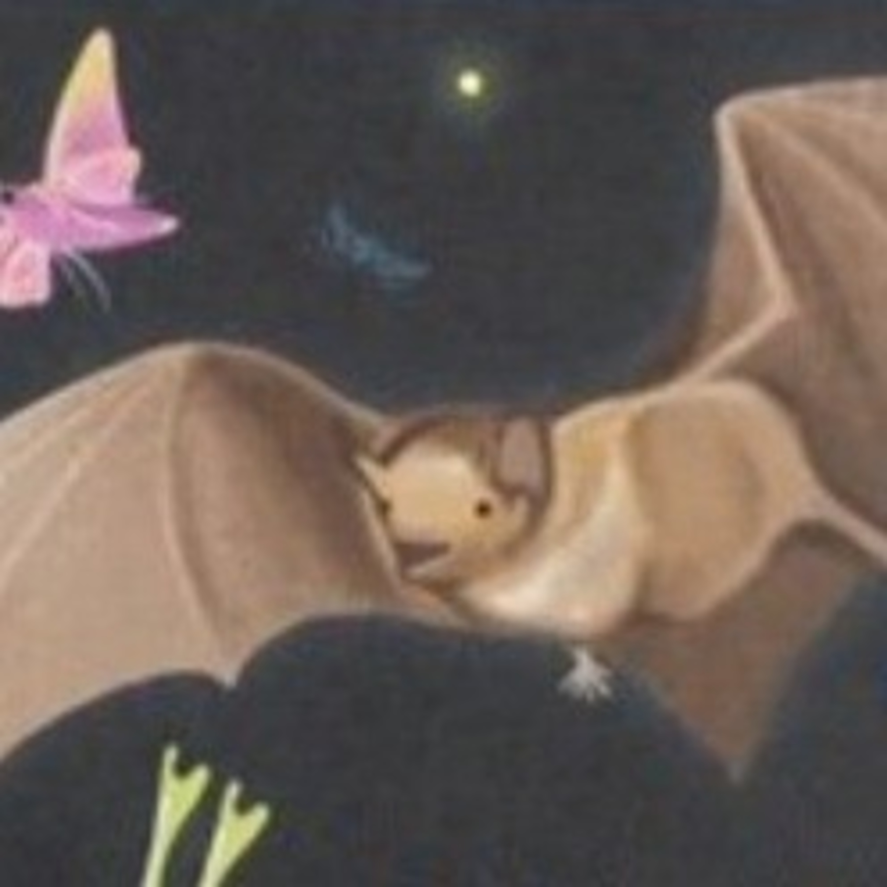 Barry the Bat 🦇🦇 episode artwork