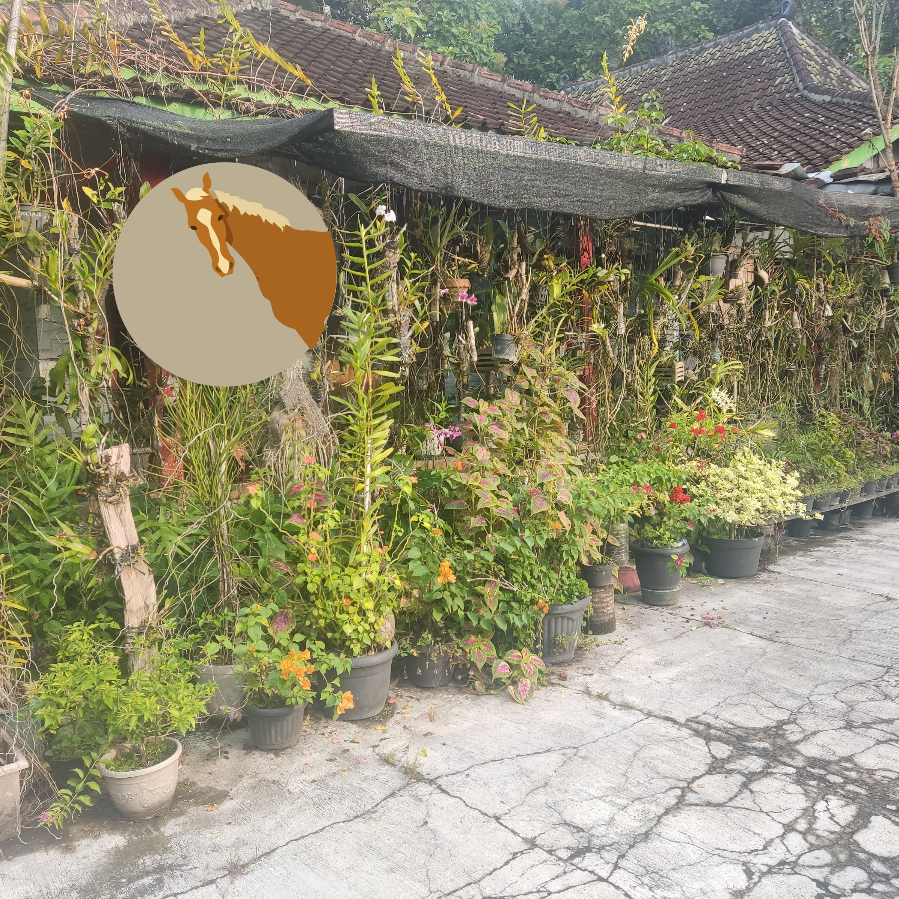 109. Hasil dari kampung nih temen begawe!!