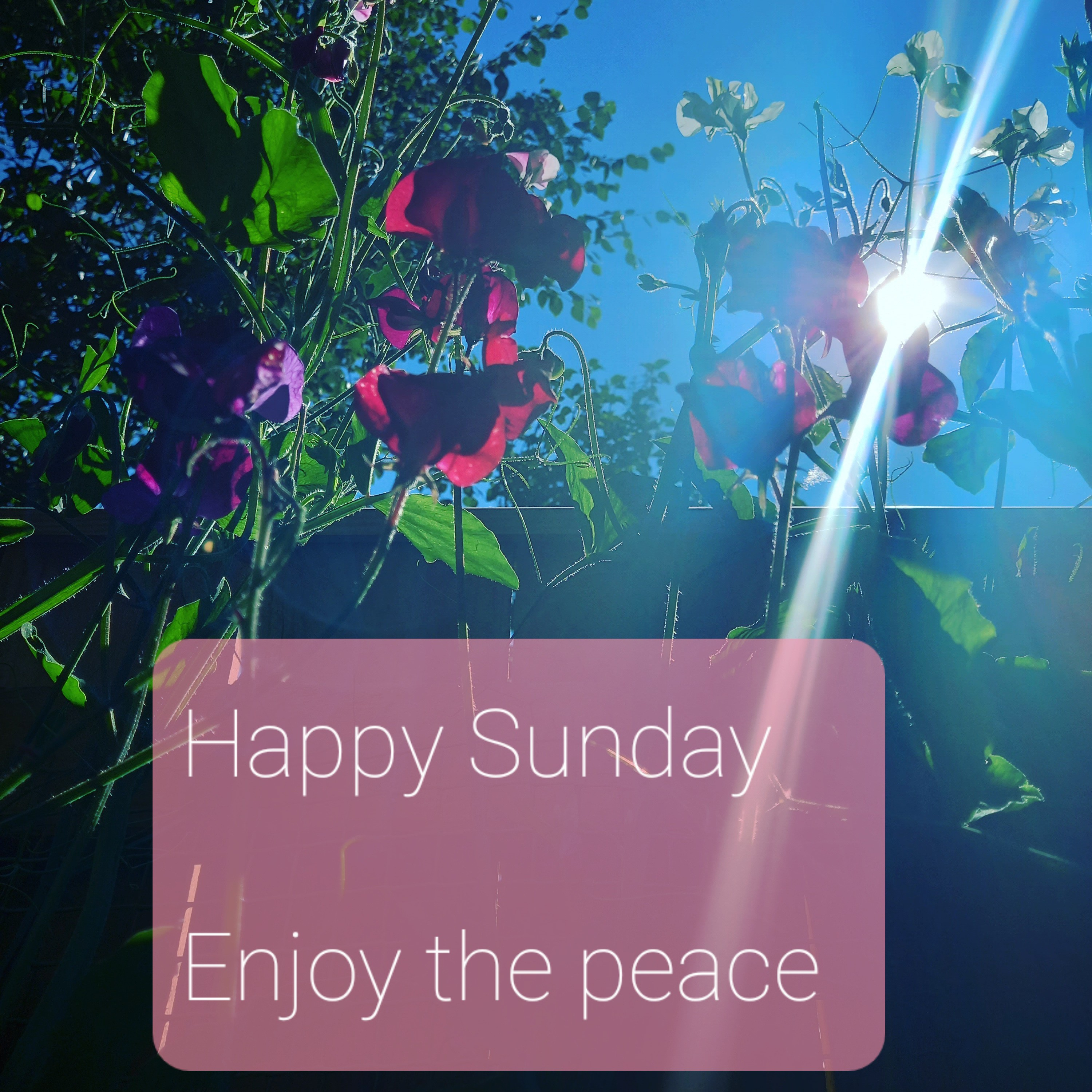 Happy Sunday  episode artwork