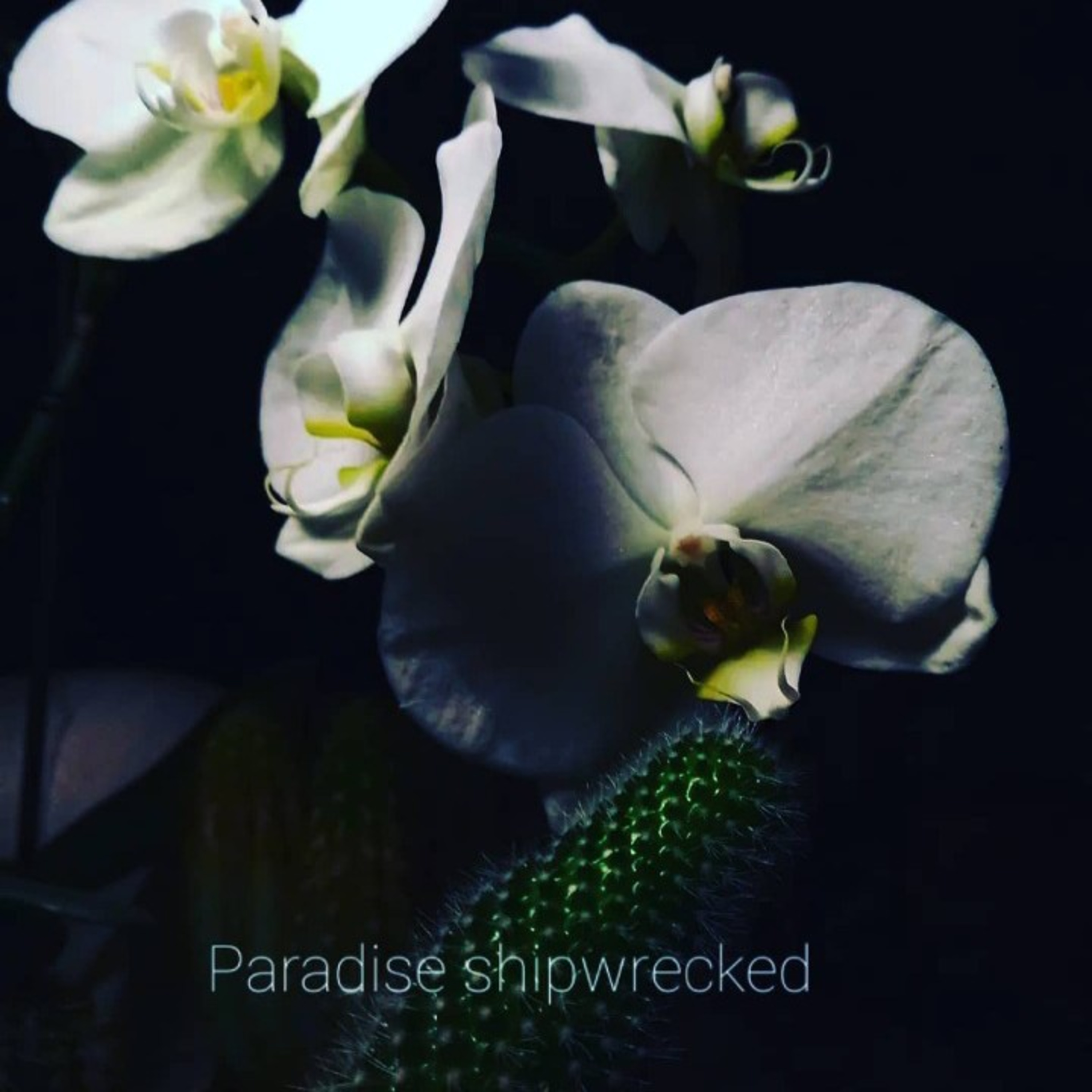Paradise Shipwrecked  episode artwork