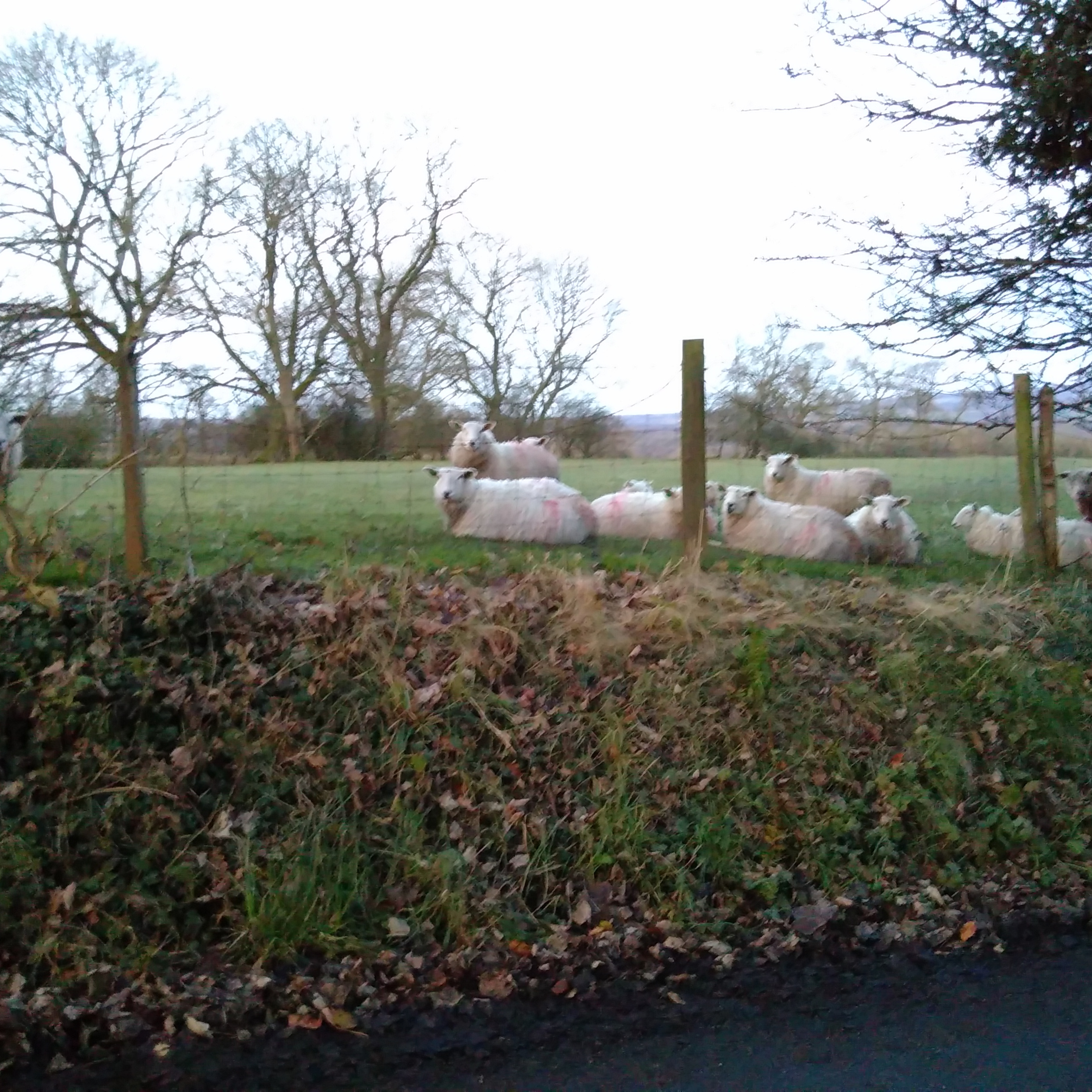 Jibbing towards agorism