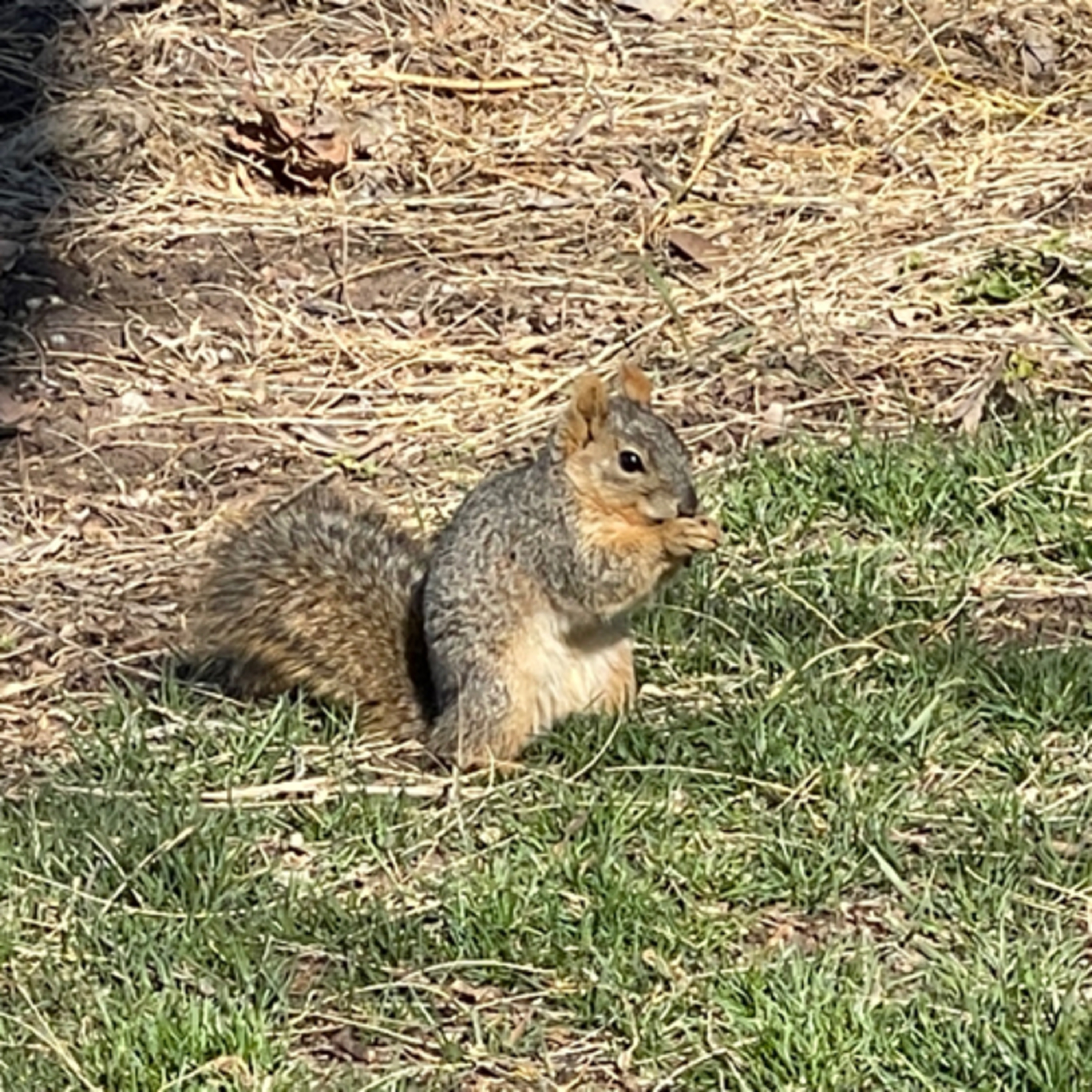 Squirrels Admiration Squirrel’s Revenge Good Calls. Beer 🍺 o’clock somewhere Another break. Good  episode artwork