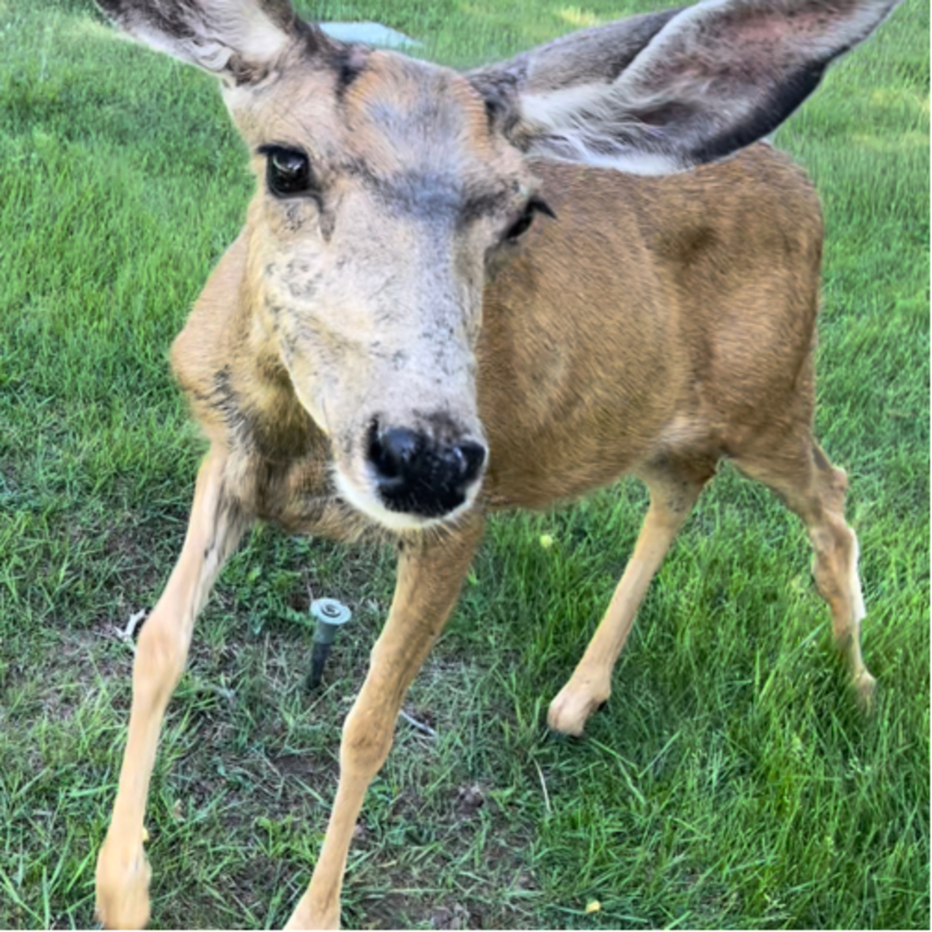 Attacked By Deer In The Cemetery 🦌🪦 Reasons Why Shadowbanning Should Be Illegal Theft By Deception  episode artwork