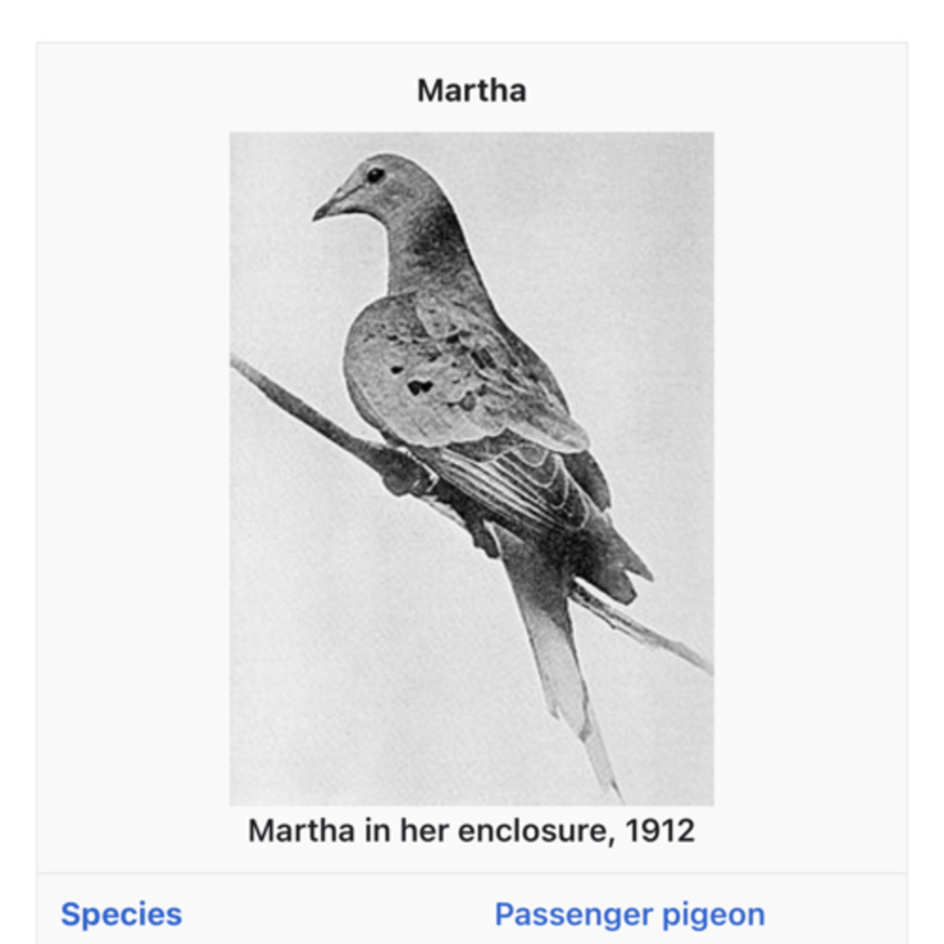 Free Speech- What Does It Mean To You- Nicholas Cage & Imminent Threats Martha The Passenger Pigeon  episode artwork