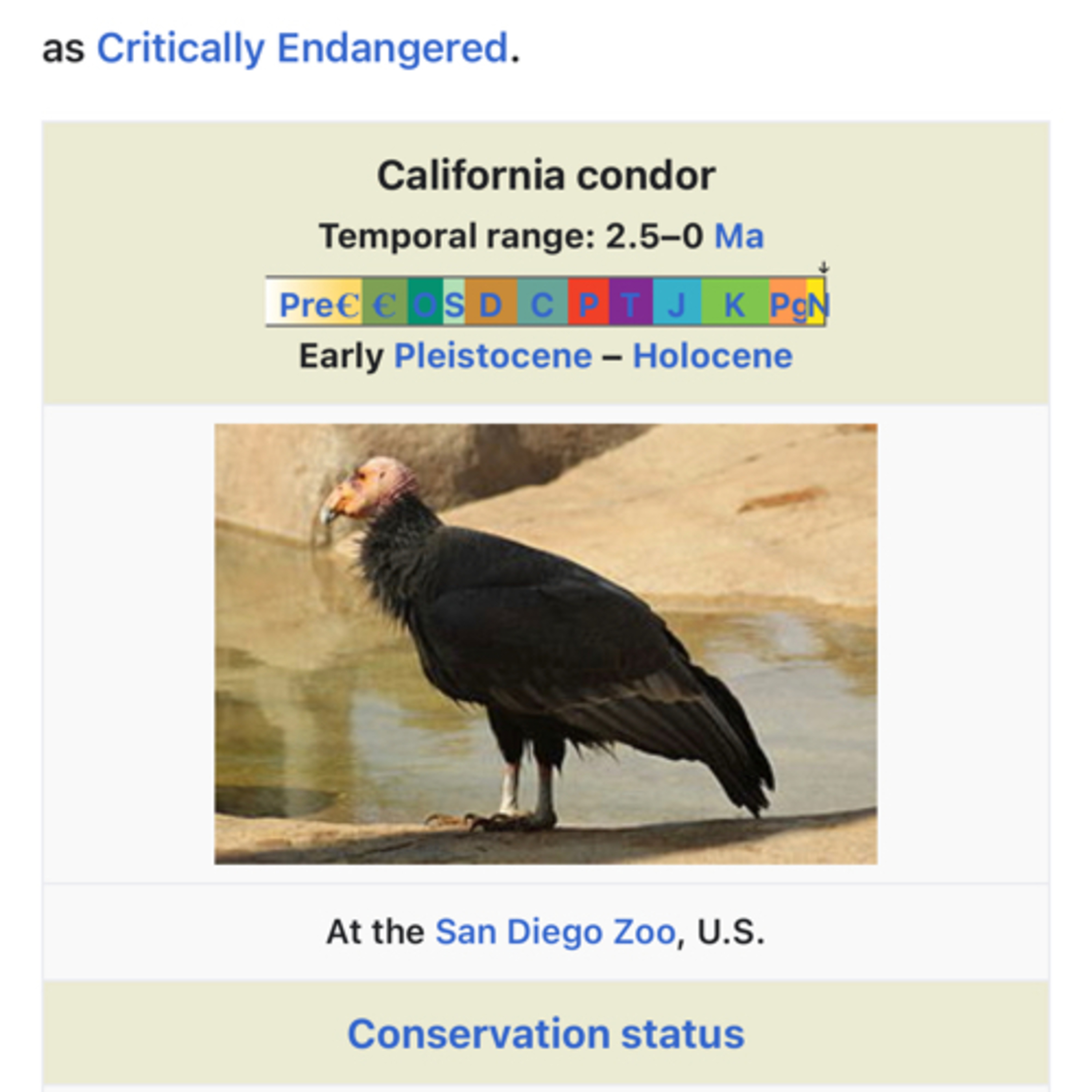 The Bling Viera Podcast