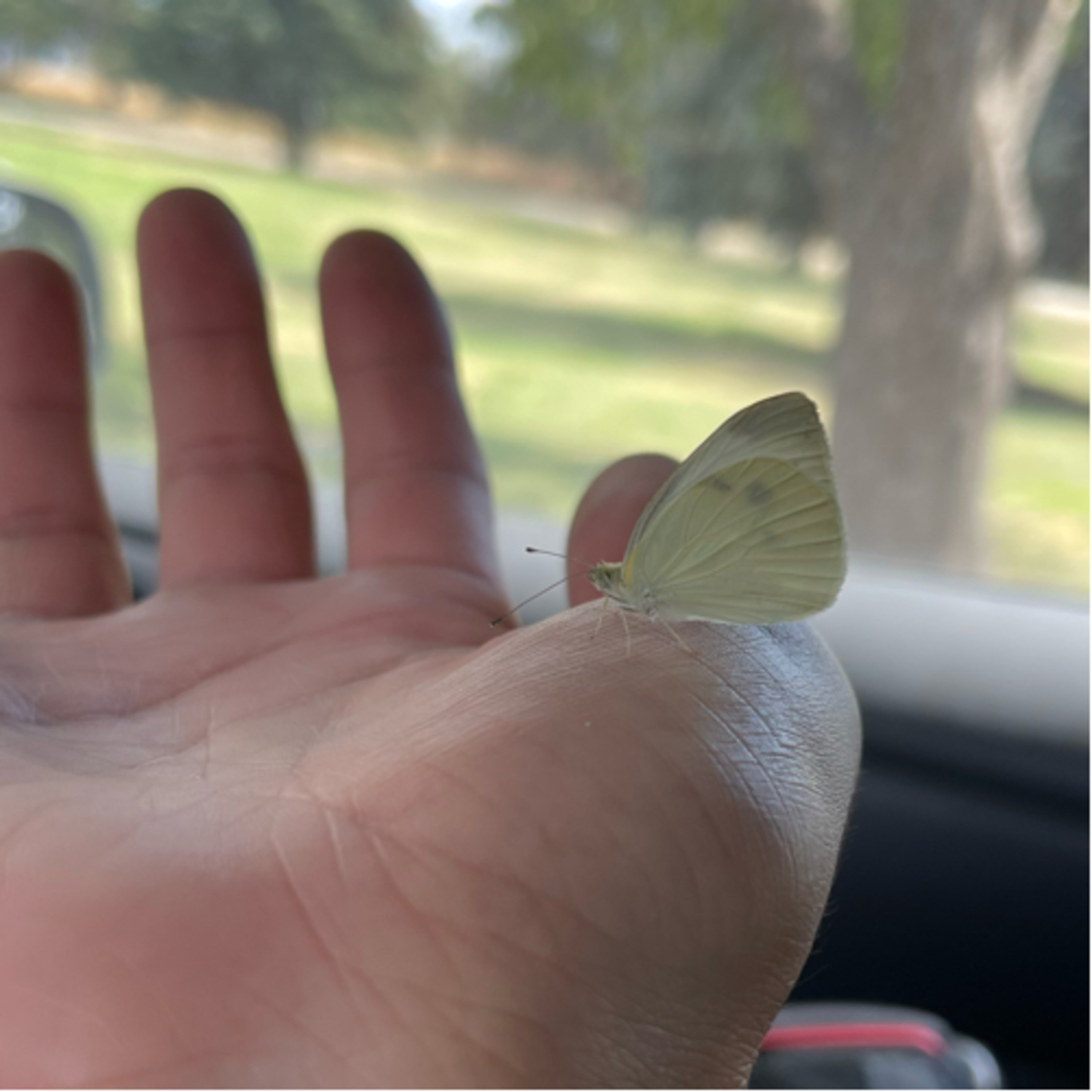 Butterfly In The Cemetery Magic Moments Filled With Love 💕 Communication With The Underworld Xo episode artwork