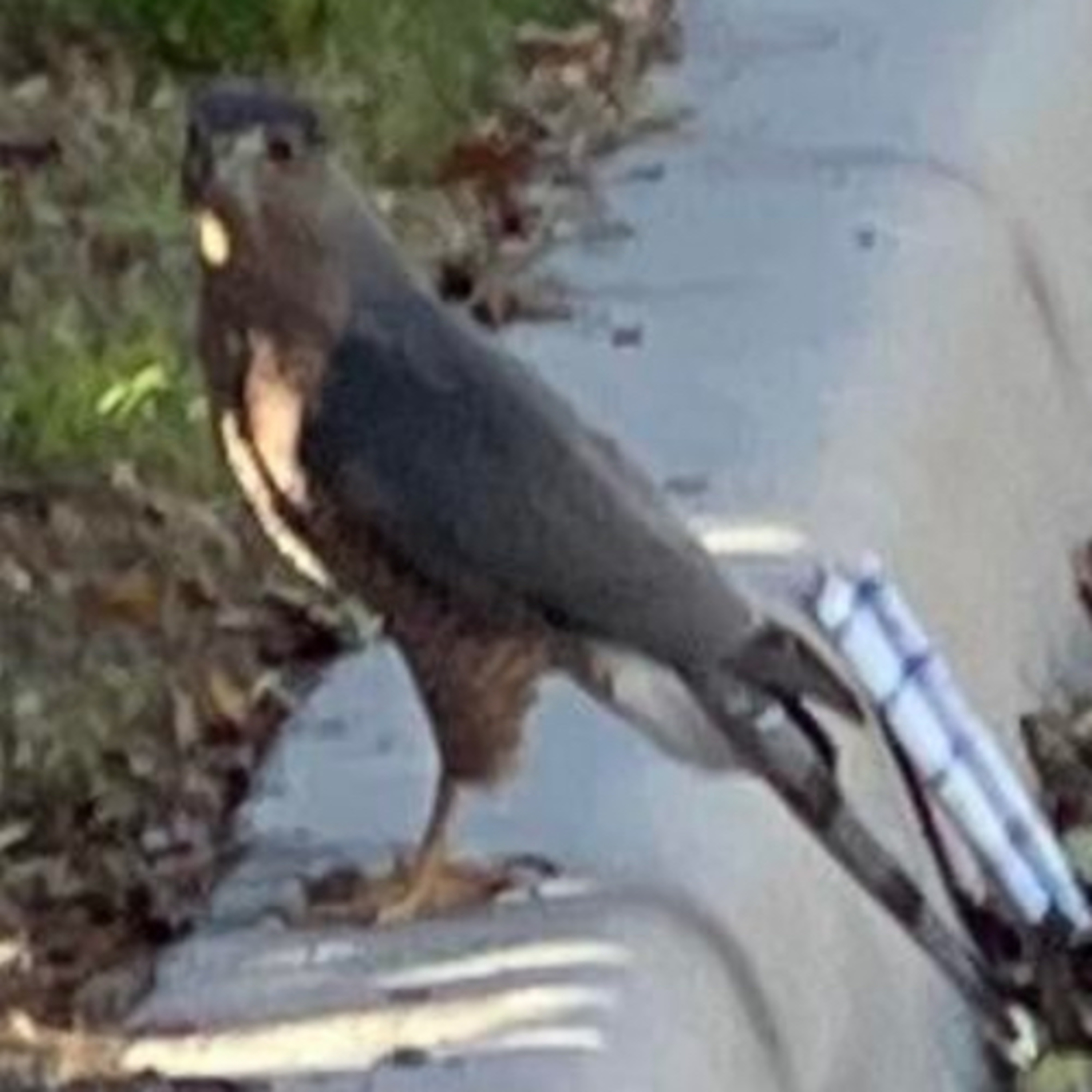 Halloween Episode Peregrine Falcon Cooper’s Hawk & Utah Homelessness Toxic Relationships Dr. Drew 🦜🦅 episode artwork