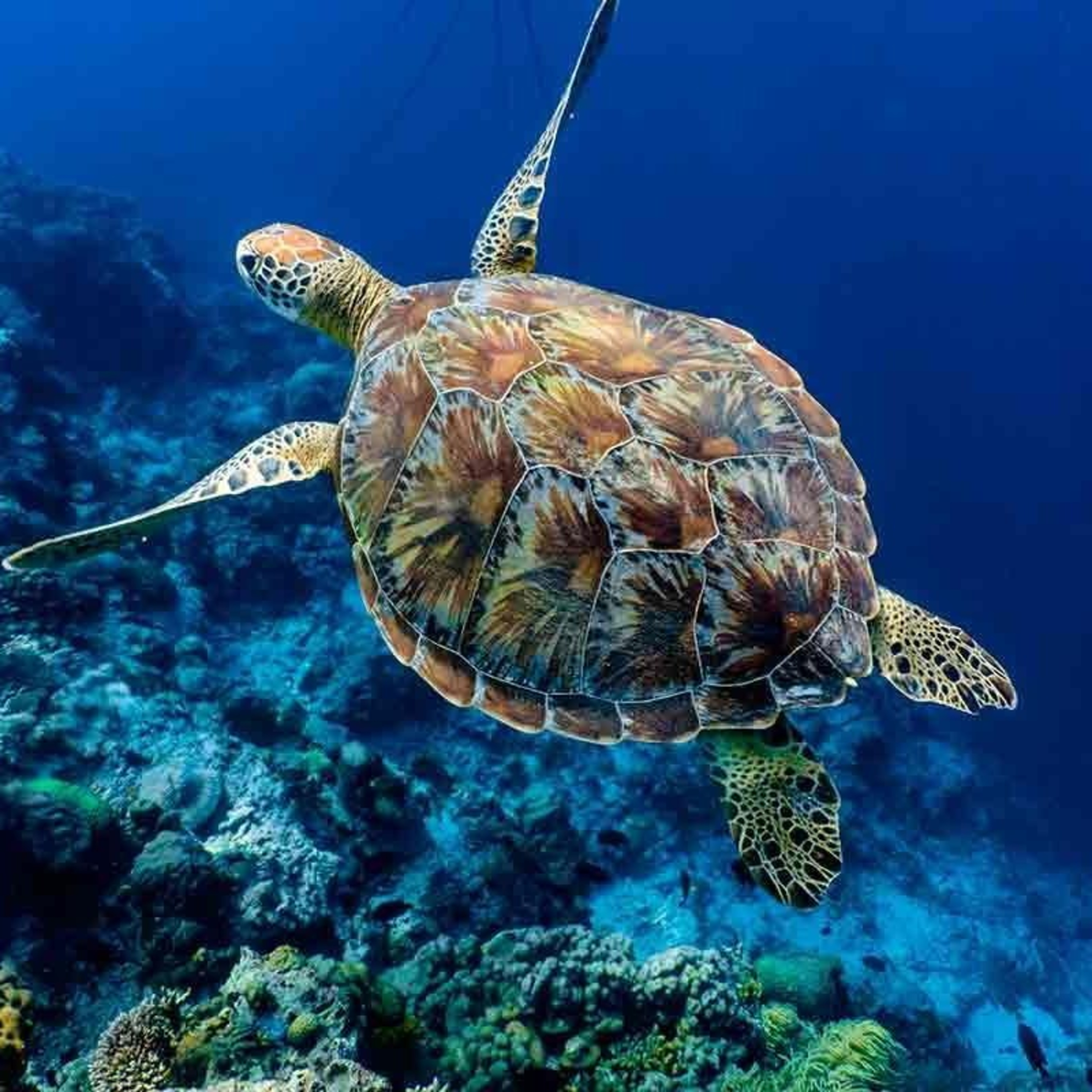 animales en extinción