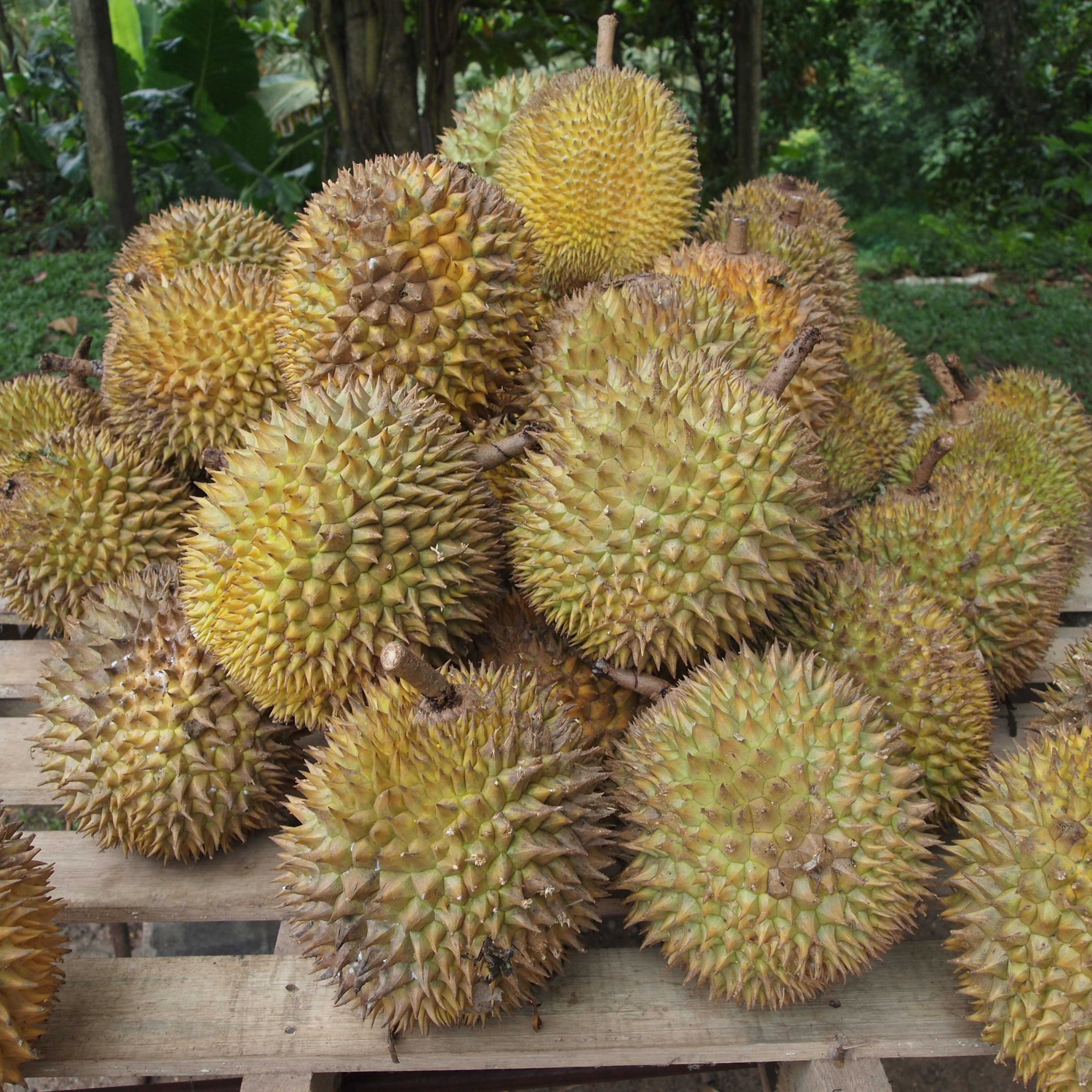 Durians and Vegans episode artwork