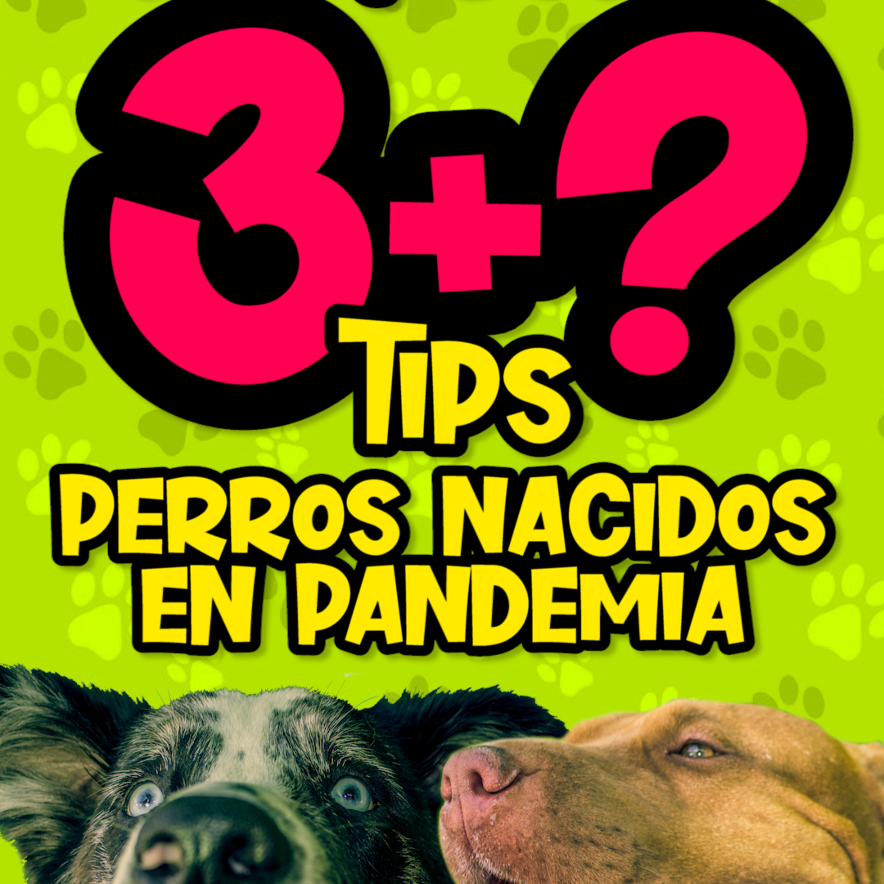 Clases Con #elprofedelosperros