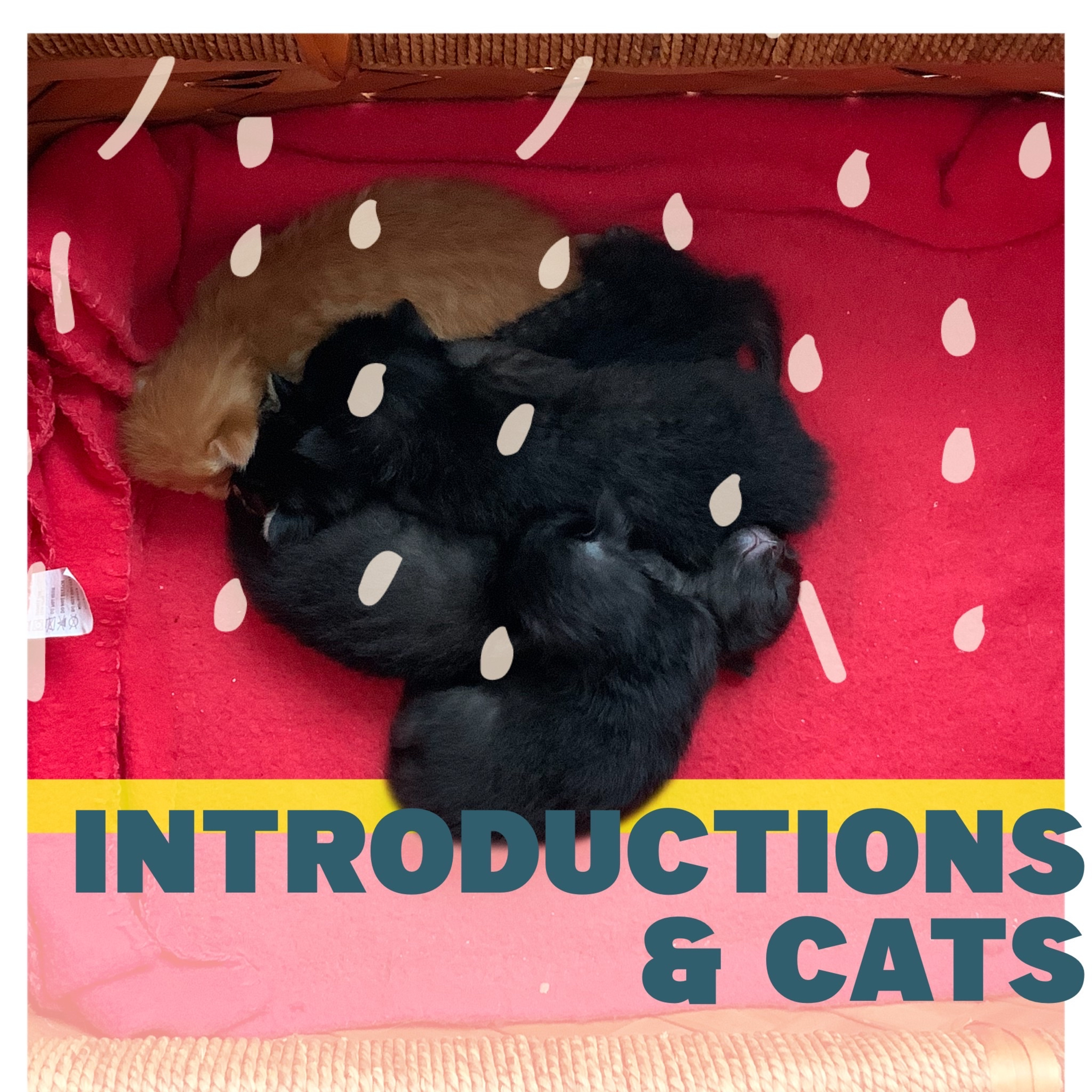 Introductions & Cats episode artwork