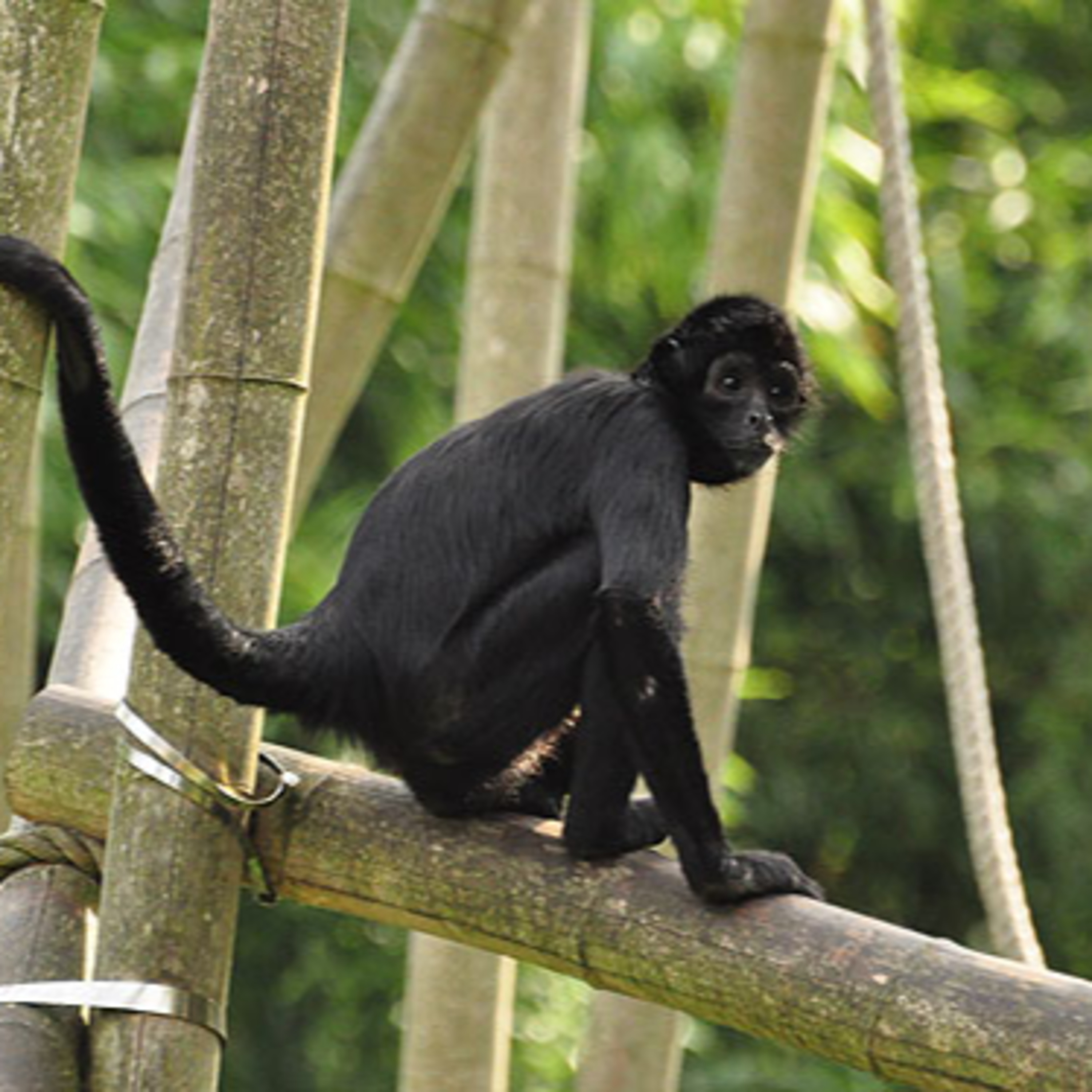 The Brown Headed Spider Monkey