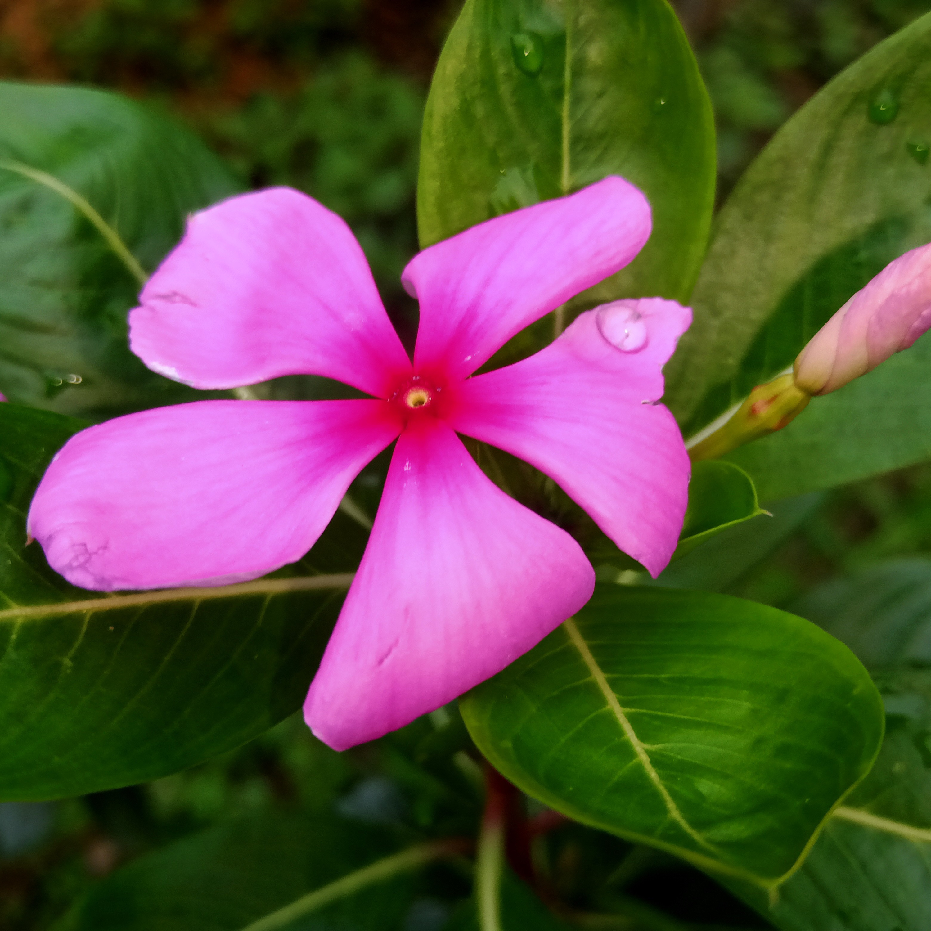 মালৈ একলম by Navami Saikia