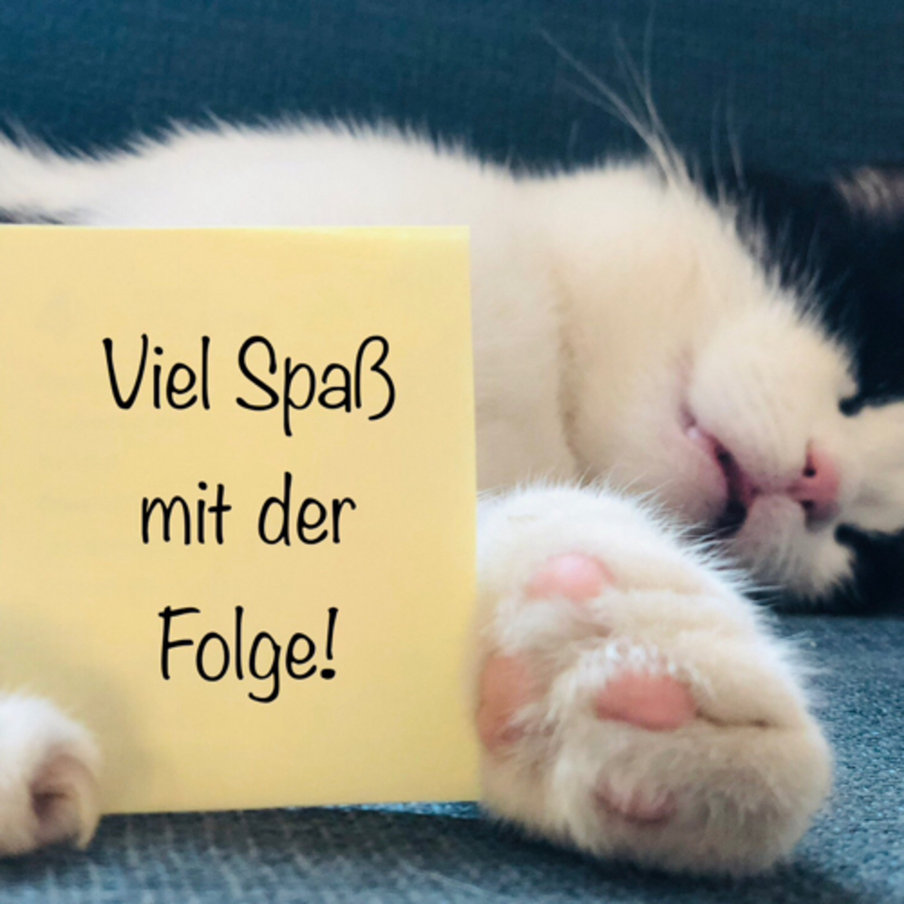 #812| Video🎥| 👍🏻🫶🏻Meine Katze😹🐈 episode artwork