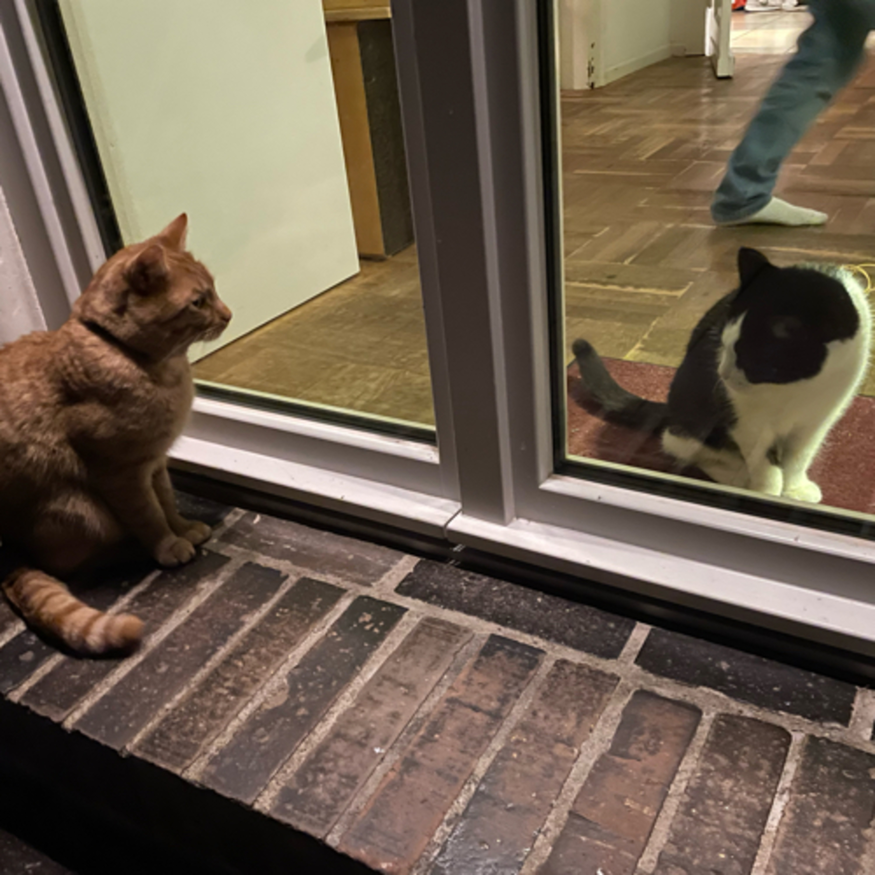 Jonny, der fremde Kater🐈 episode artwork
