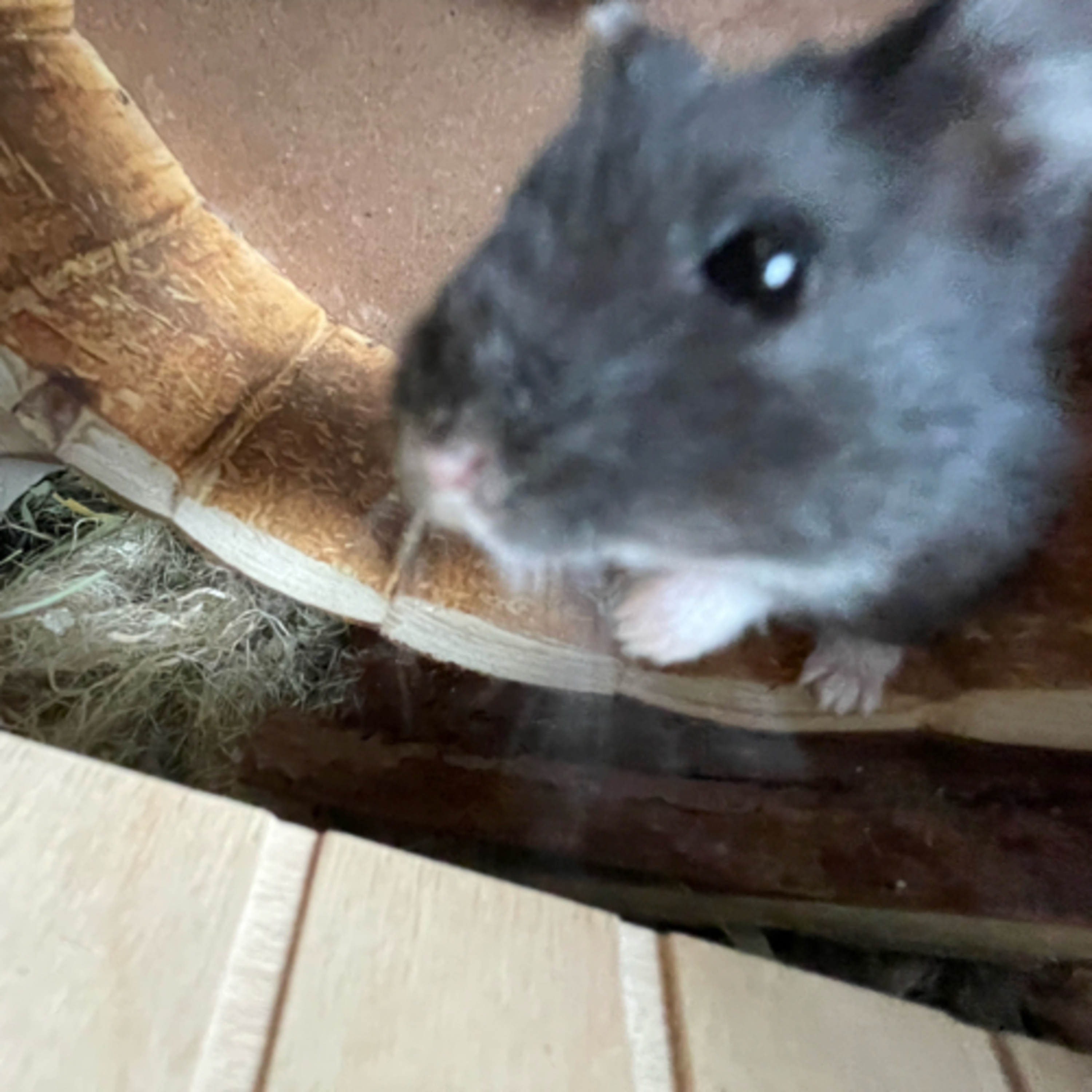Video| Bob Vorstellung🐹 (Julius‘ Hamster)😂 episode artwork