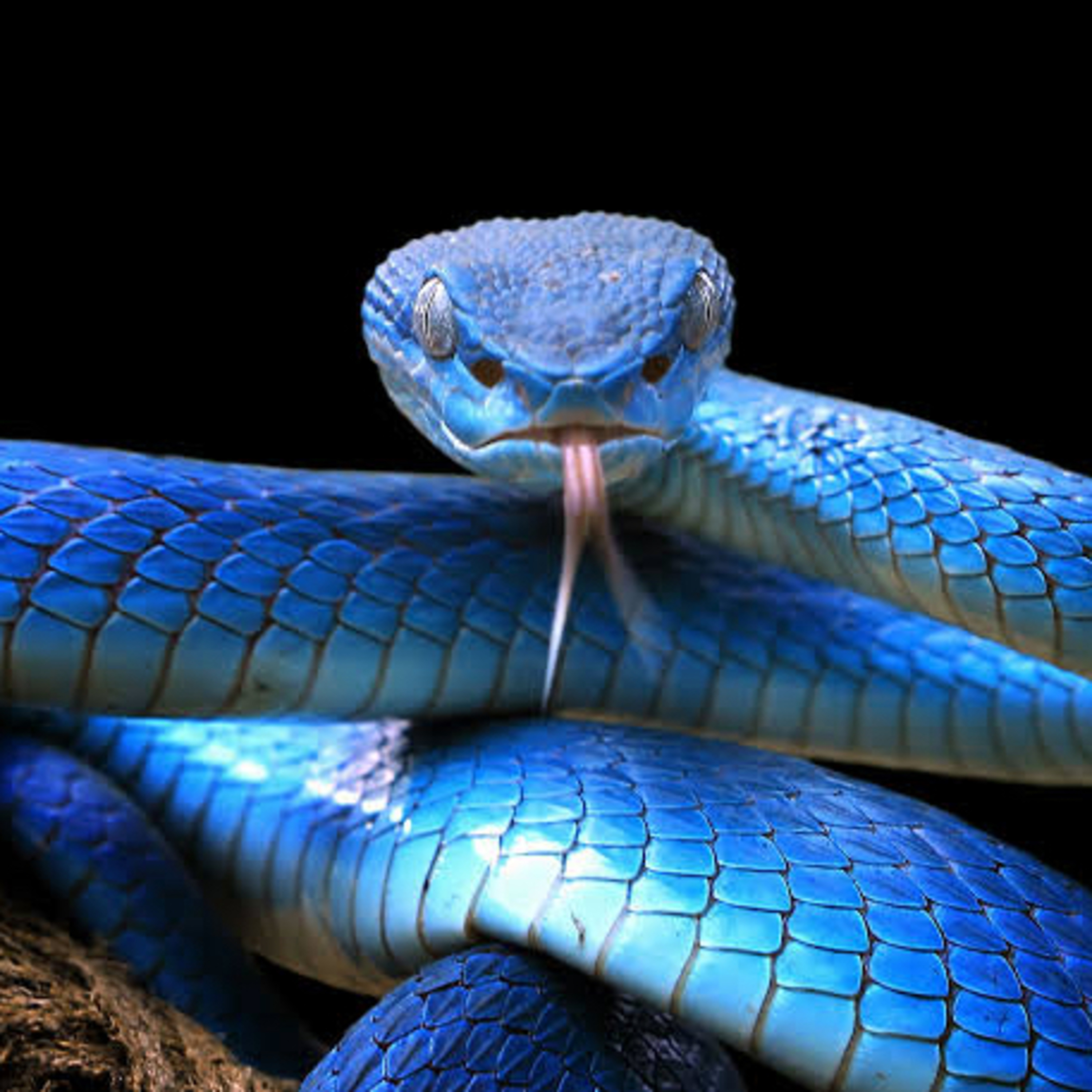 Snakes and brood of Vipers… episode artwork