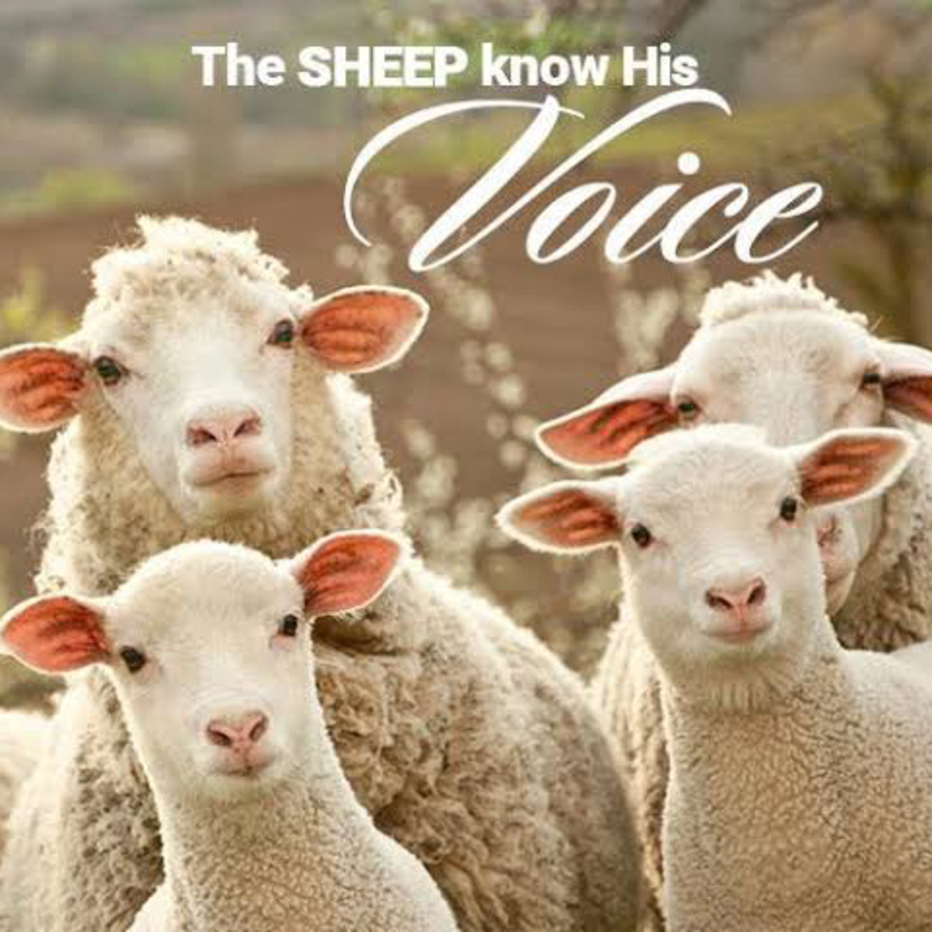 The Sheep knows His Voice… episode artwork