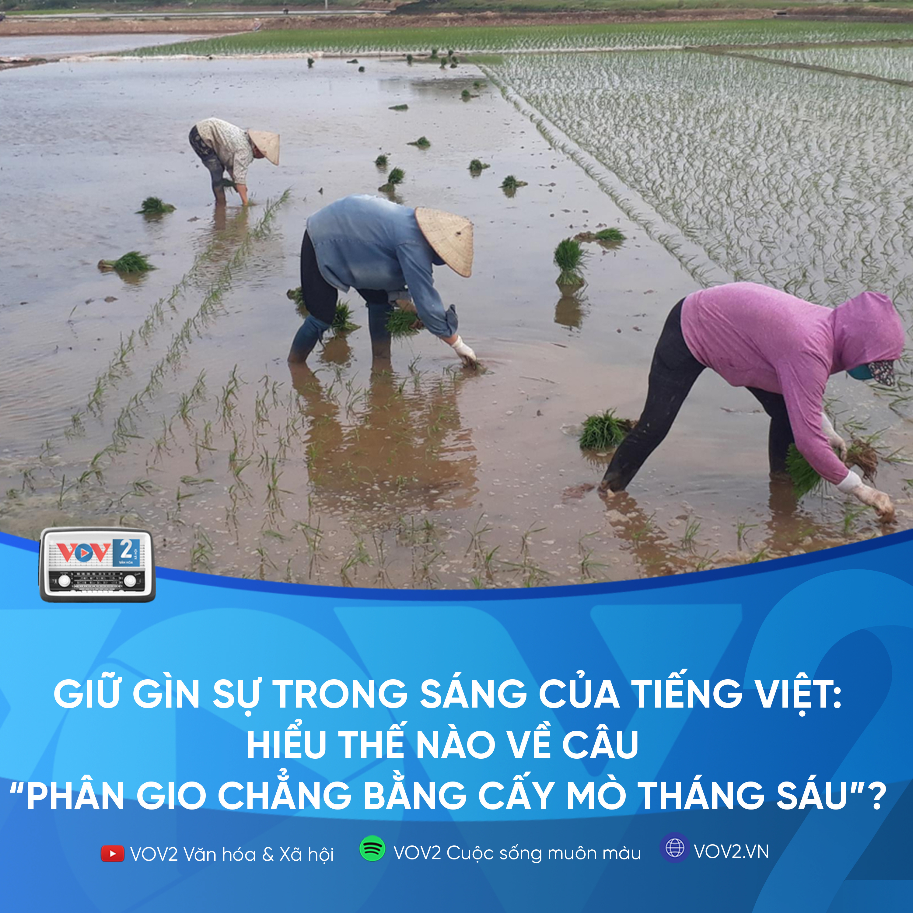 VOV2 - Giữ gìn sự trong sáng của tiếng Việt: Hiểu thế nào về câu “Phân gio chẳng bằng cấy mò tháng sáu”? episode artwork
